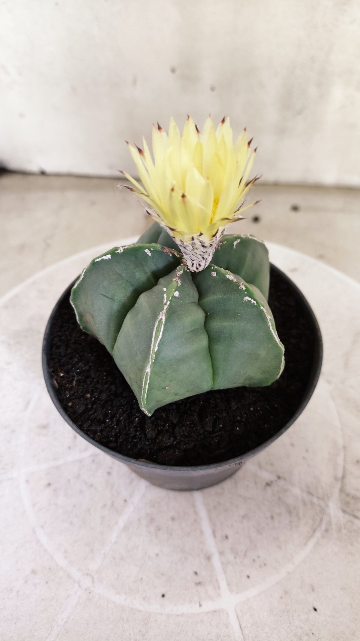 ASTROPHYTUM cv KIKKO  "NUDUM - HAKUJO' Nº 267 – vaso 11
