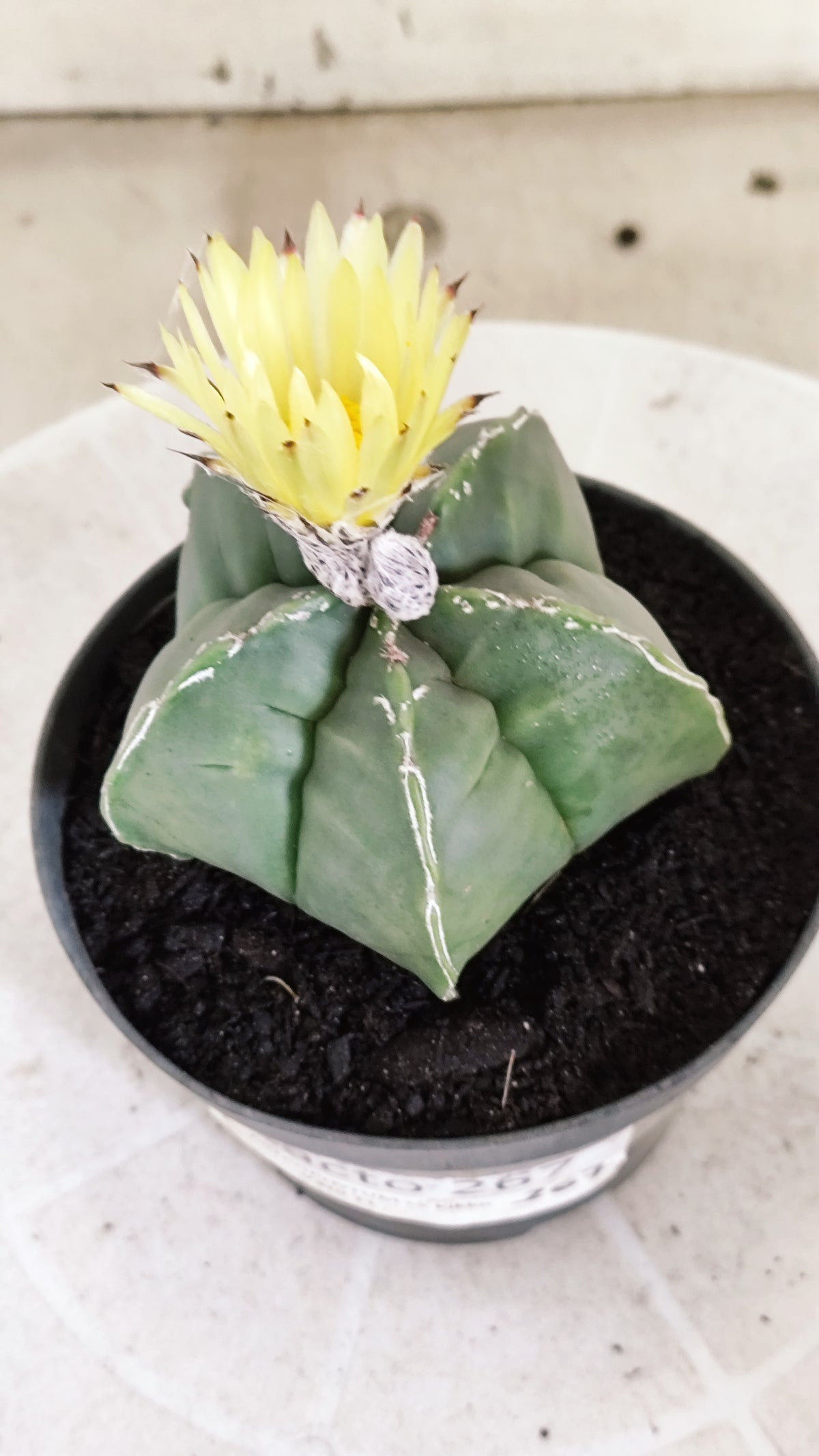ASTROPHYTUM cv KIKKO  "NUDUM - HAKUJO' Nº 267 – vaso 11