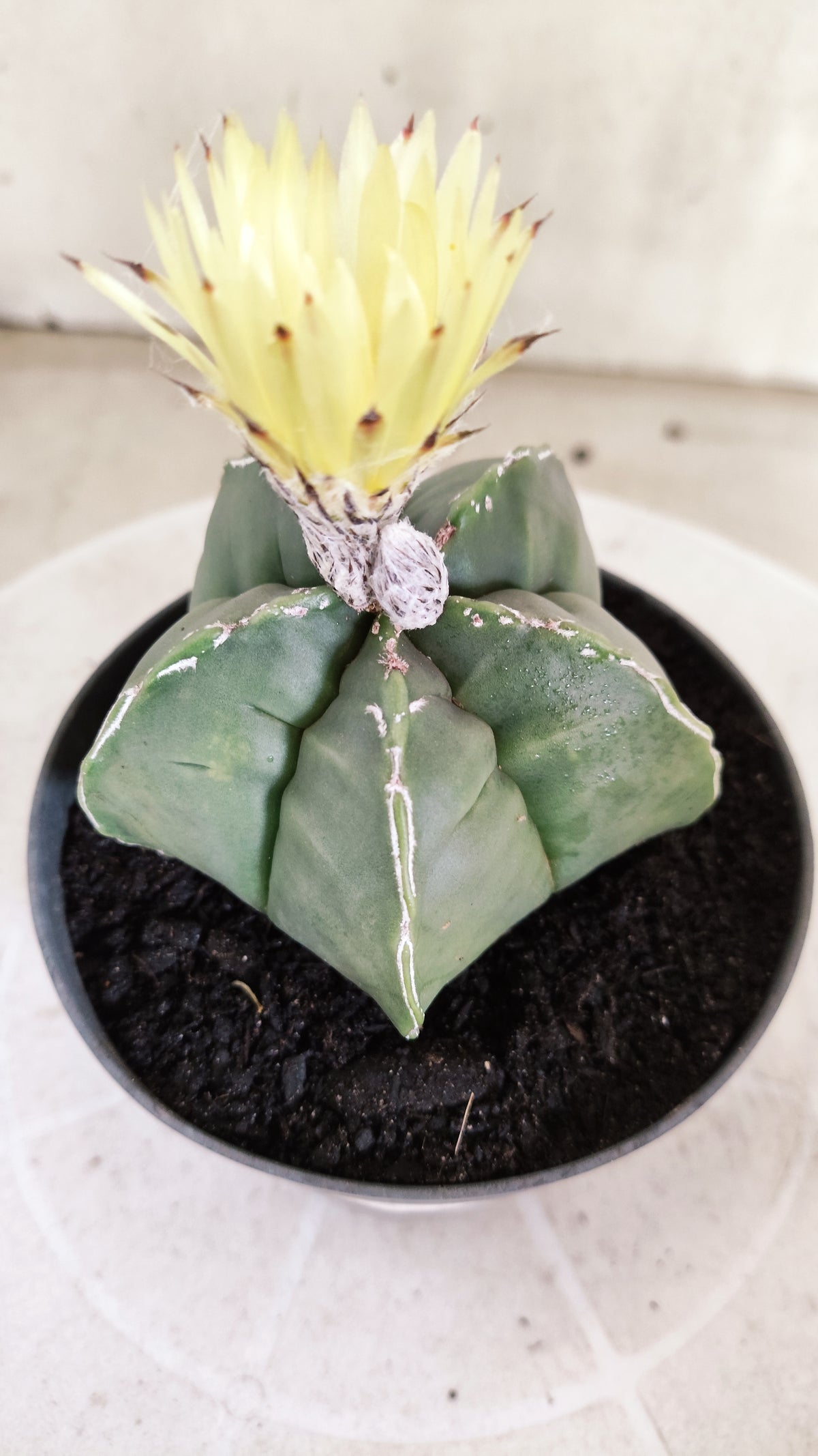 ASTROPHYTUM cv KIKKO  "NUDUM - HAKUJO' Nº 267 – vaso 11