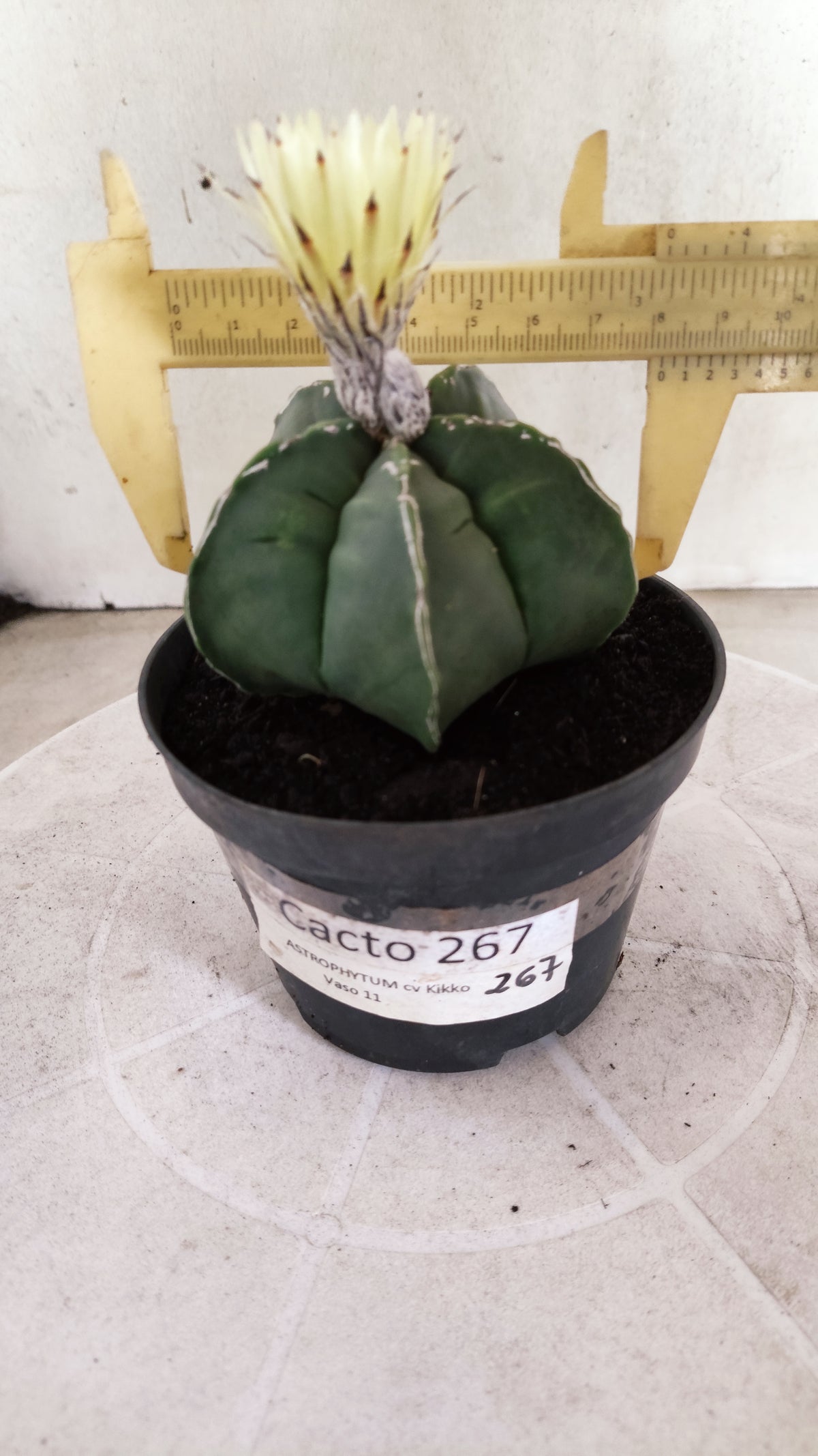 ASTROPHYTUM cv KIKKO  "NUDUM - HAKUJO' Nº 267 – vaso 11