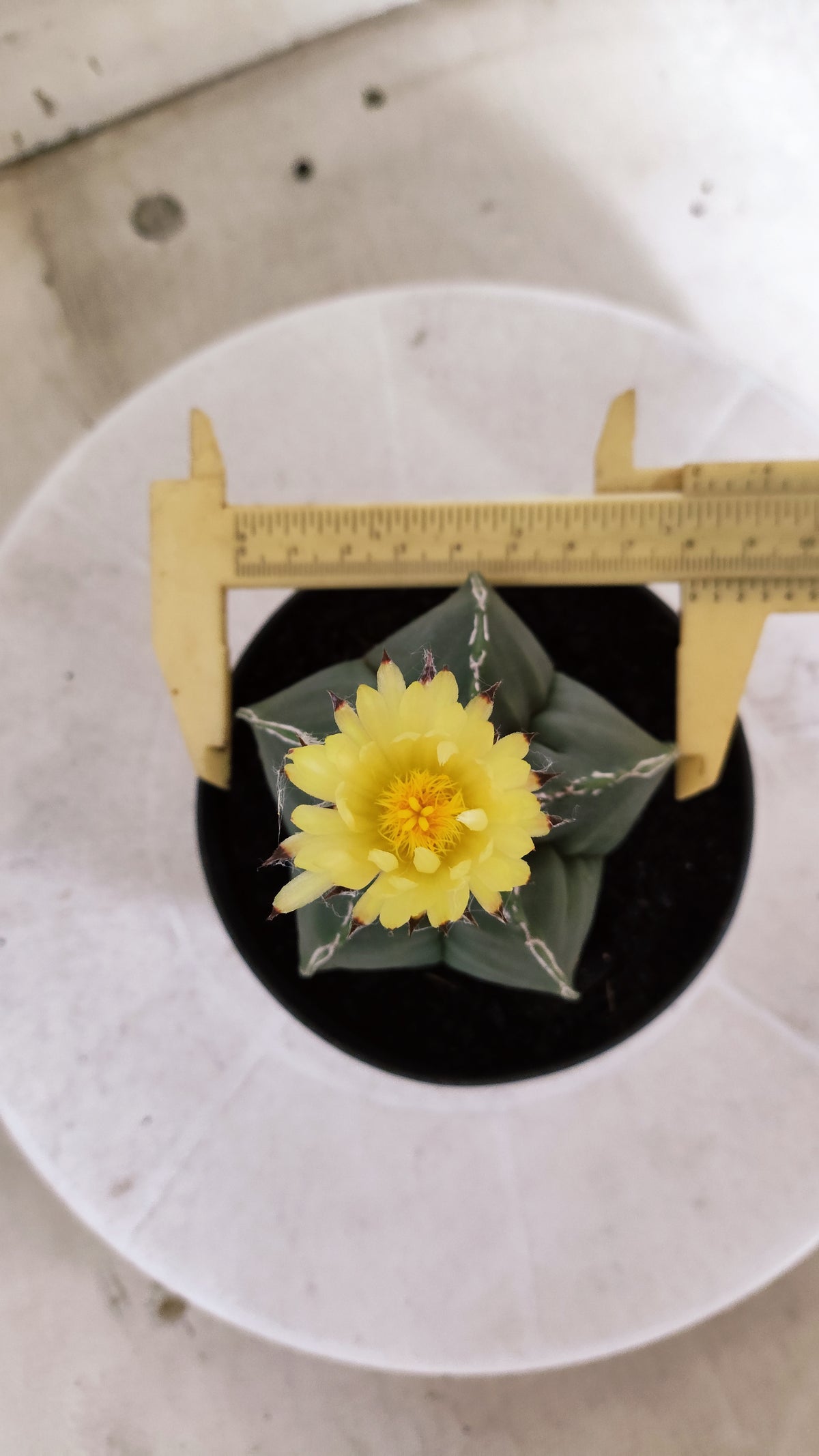 ASTROPHYTUM cv KIKKO  "NUDUM - HAKUJO' Nº 267 – vaso 11