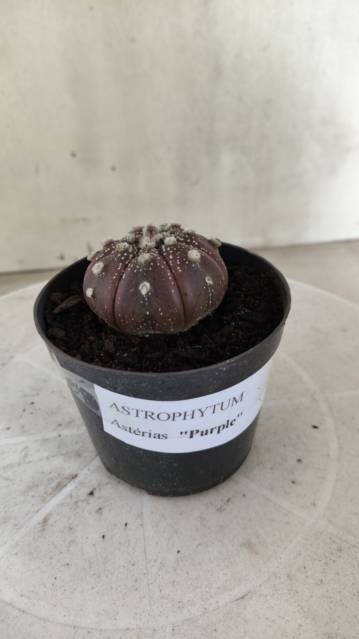 ASTROPHYTUM ASTERIAS "Purple" Nº 1811 – vaso 09
