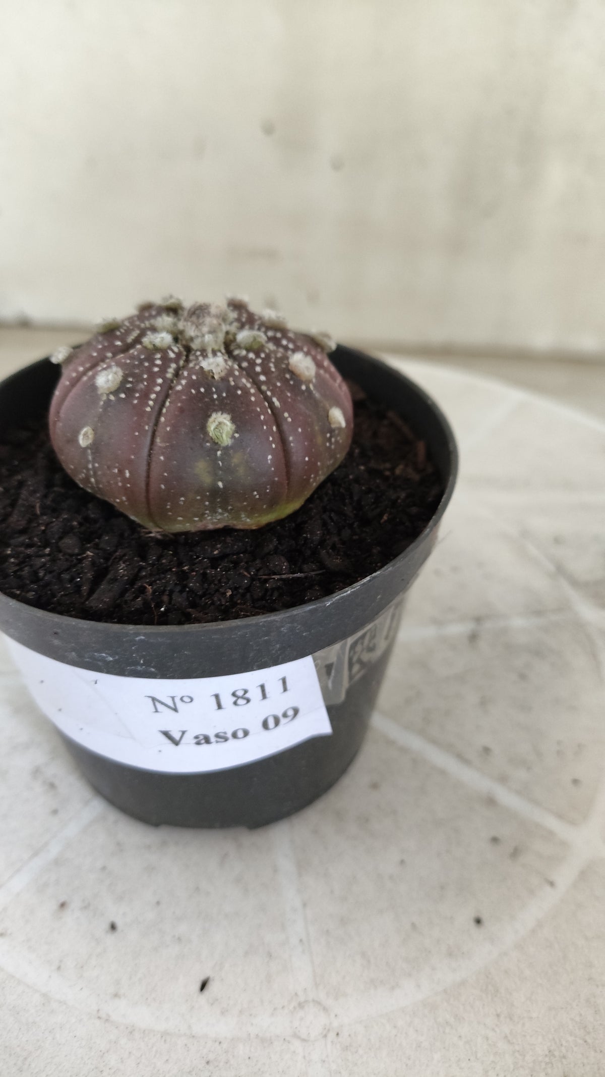 ASTROPHYTUM ASTERIAS "Purple" Nº 1811 – vaso 09
