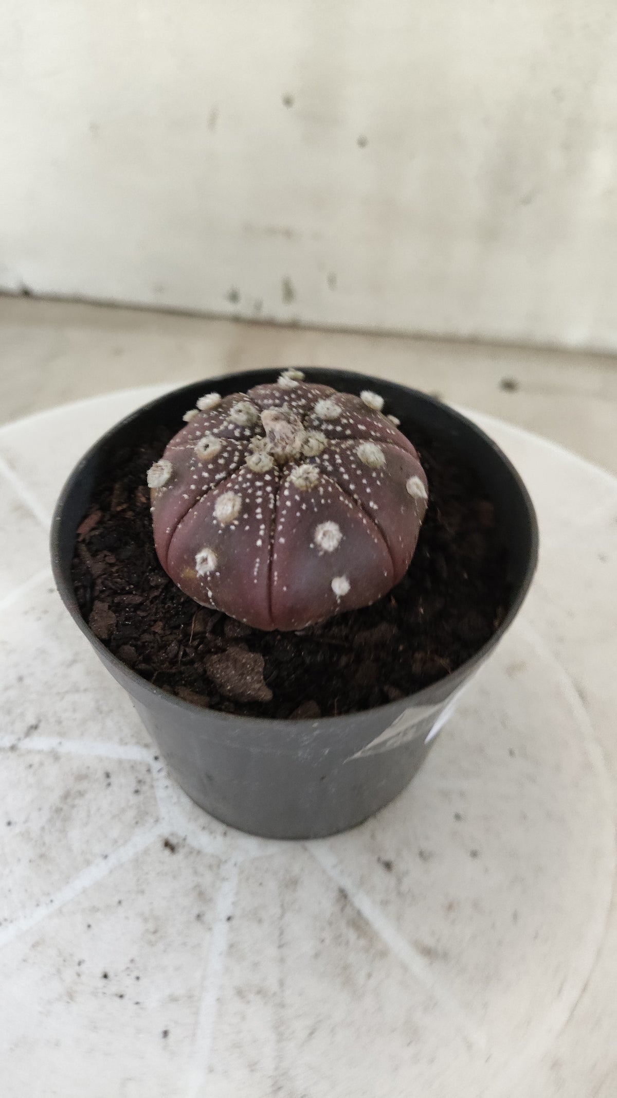 ASTROPHYTUM ASTERIAS "Purple" Nº 1811 – vaso 09