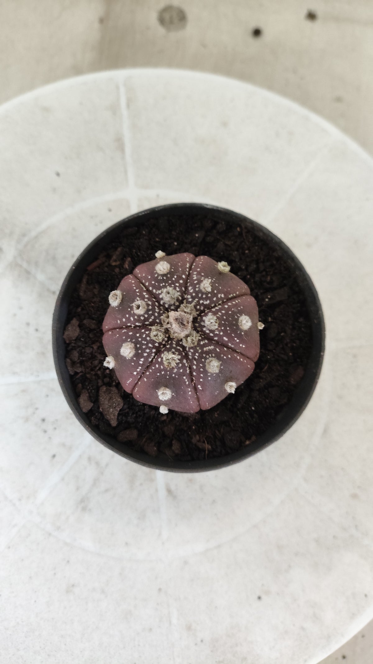 ASTROPHYTUM ASTERIAS "Purple" Nº 1811 – vaso 09