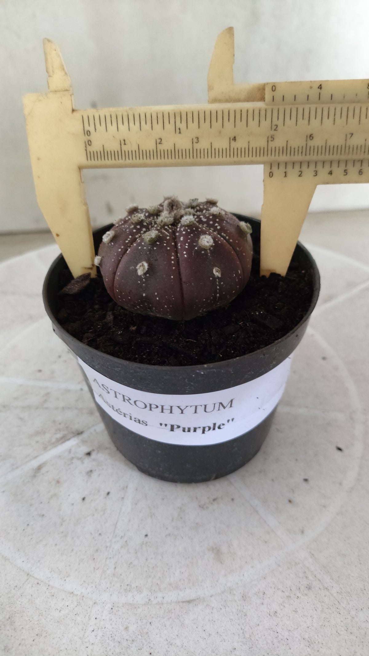 ASTROPHYTUM ASTERIAS "Purple" Nº 1811 – vaso 09
