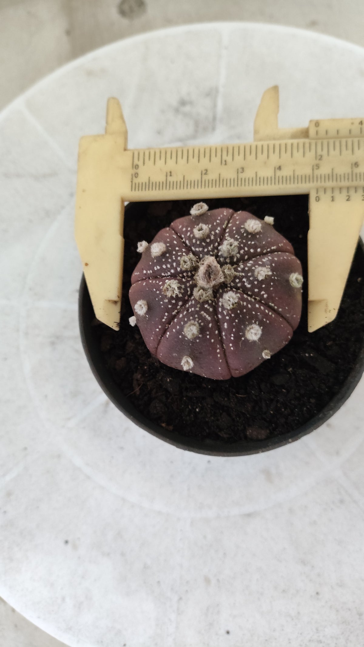 ASTROPHYTUM ASTERIAS "Purple" Nº 1811 – vaso 09