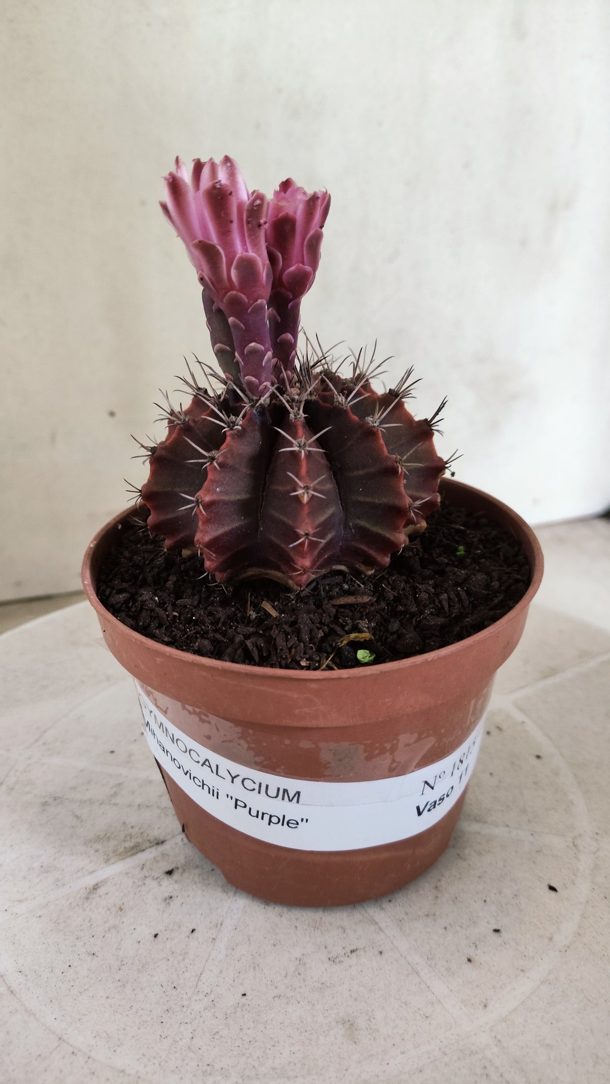 Gymnocalycium Mihanovichii “Purple” Nº 1815 – vaso 11