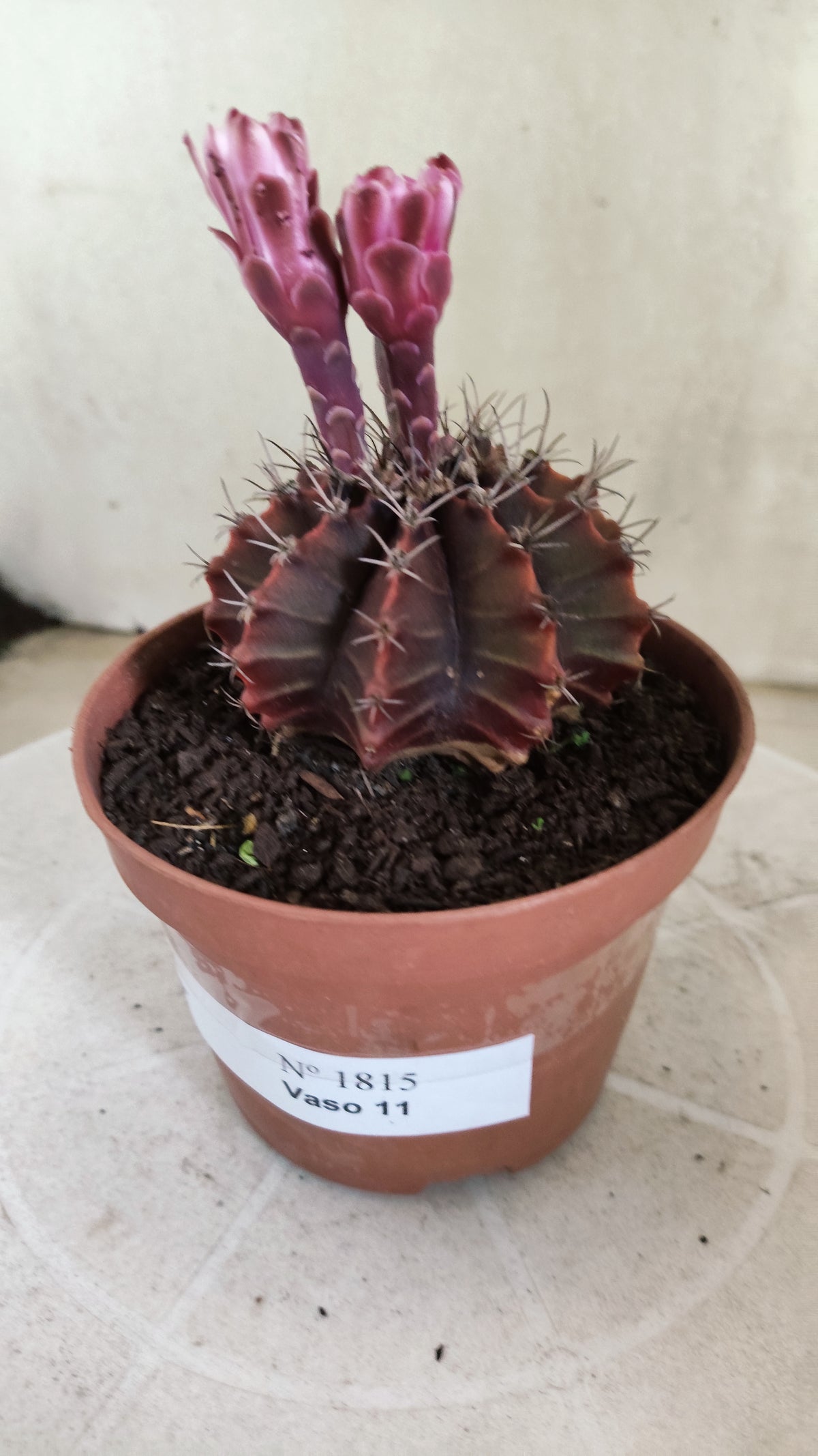 Gymnocalycium Mihanovichii “Purple” Nº 1815 – vaso 11