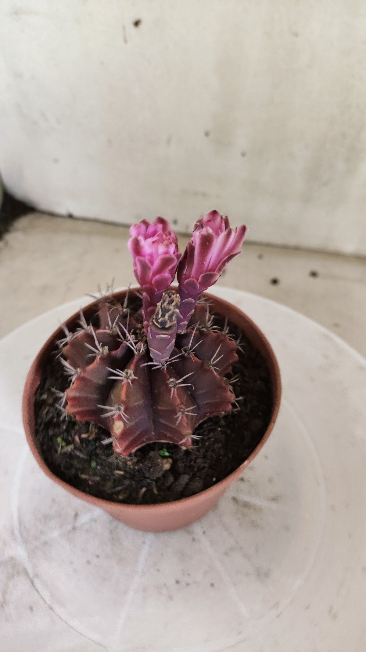 Gymnocalycium Mihanovichii “Purple” Nº 1815 – vaso 11