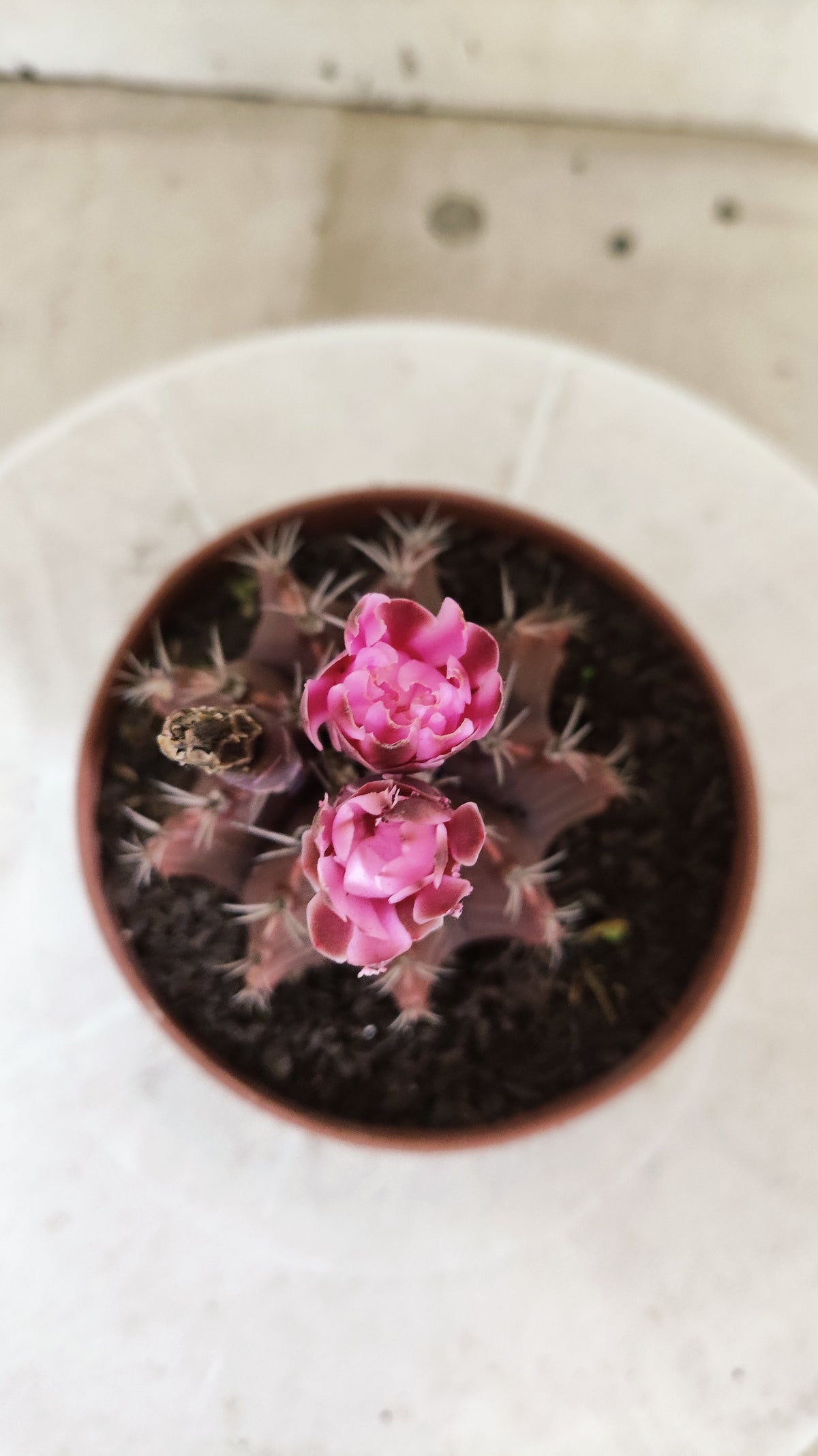 Gymnocalycium Mihanovichii “Purple” Nº 1815 – vaso 11