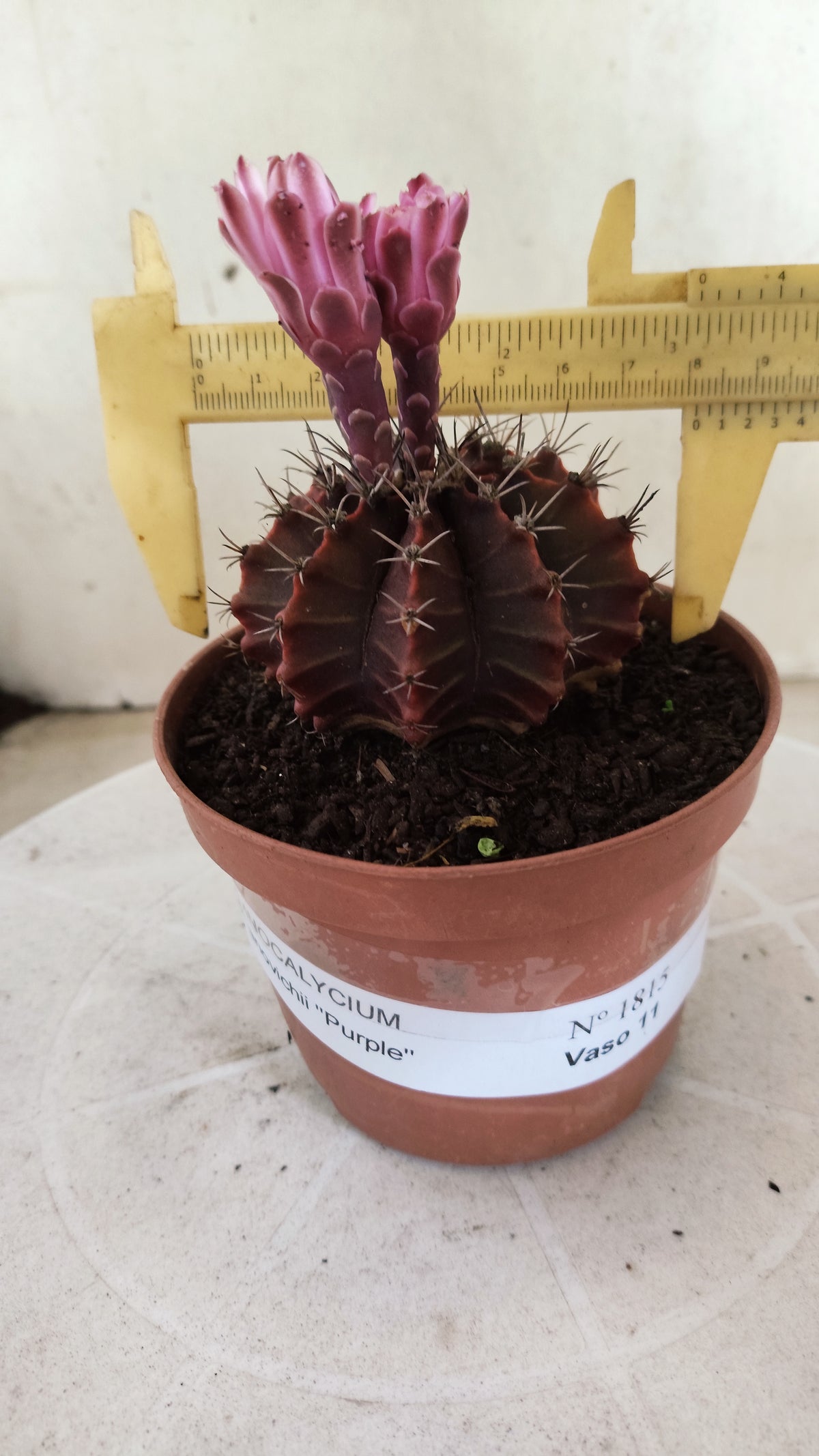Gymnocalycium Mihanovichii “Purple” Nº 1815 – vaso 11