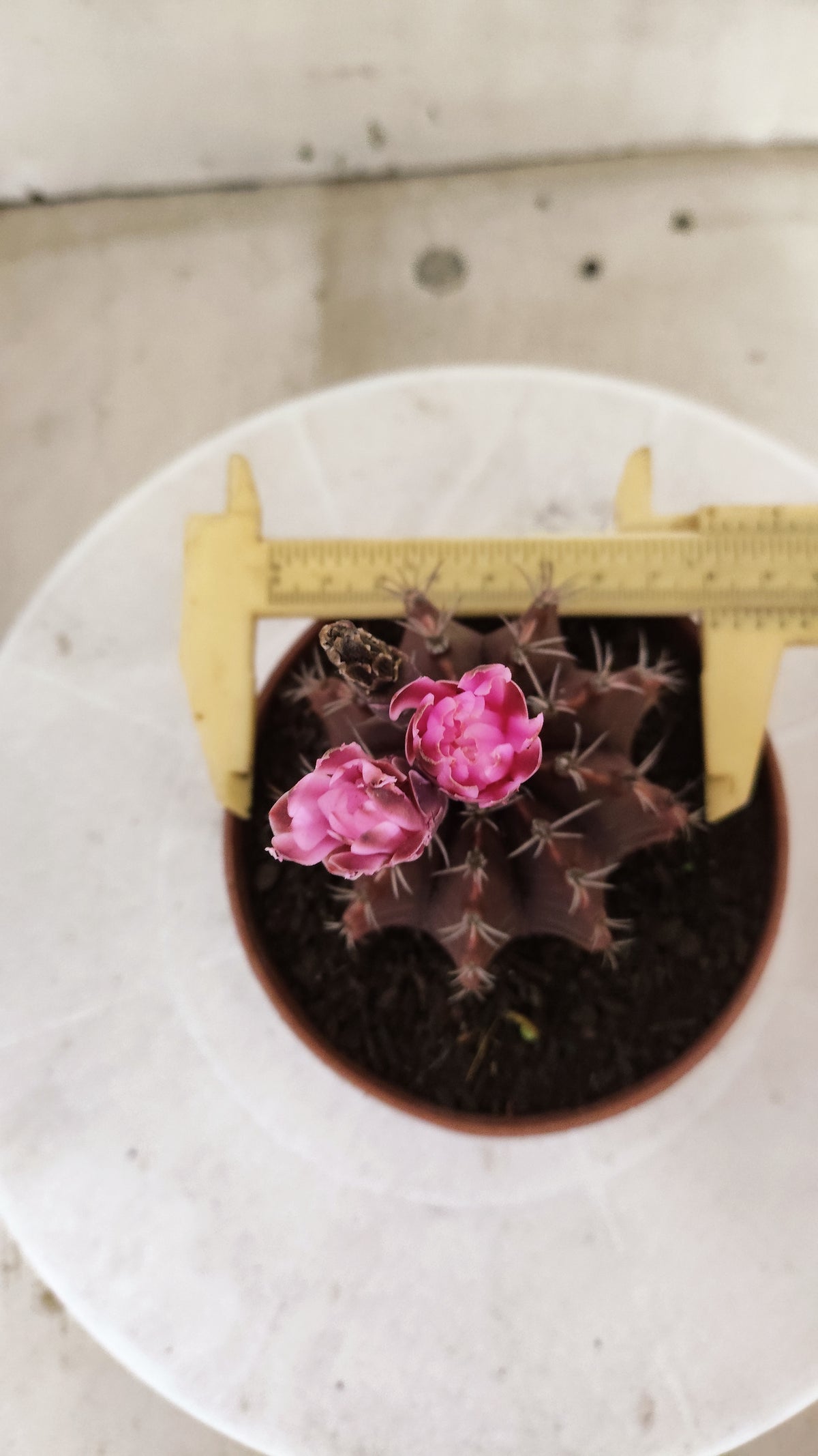 Gymnocalycium Mihanovichii “Purple” Nº 1815 – vaso 11