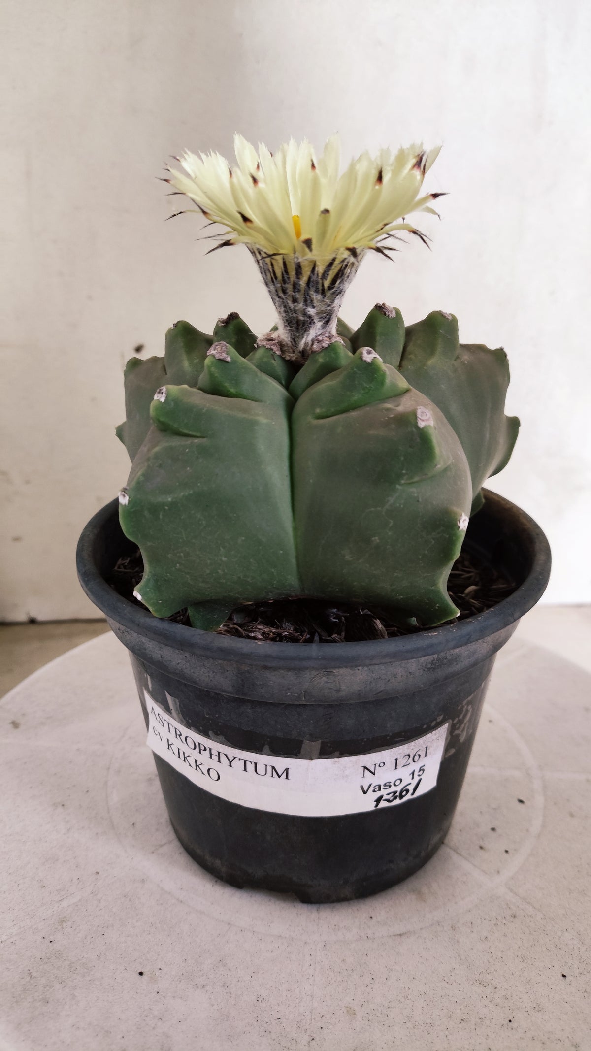 MATRIZ ASTROPHYTUM cv KIKKO   Nº 1261 – vaso 15