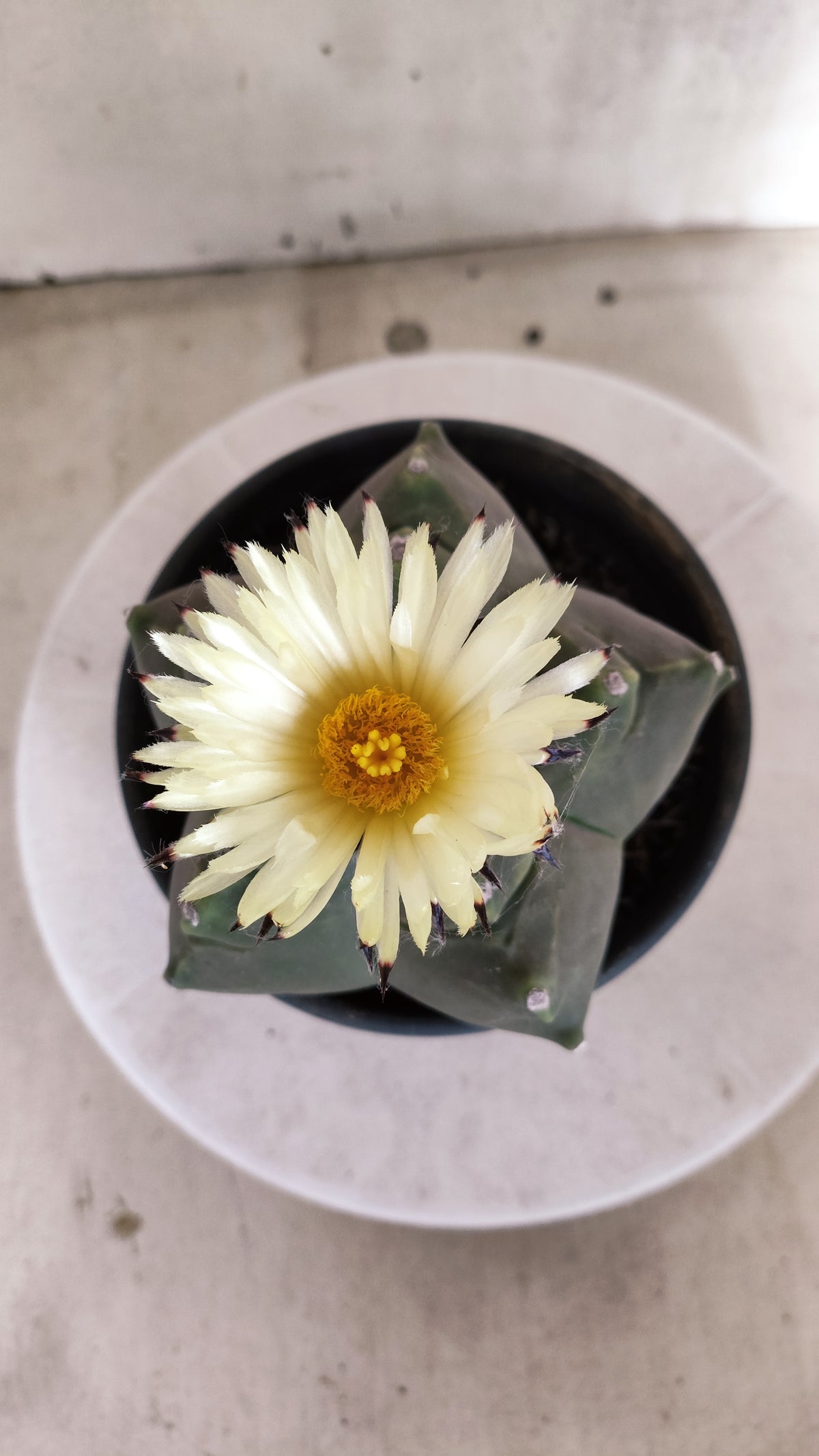 MATRIZ ASTROPHYTUM cv KIKKO   Nº 1261 – vaso 15