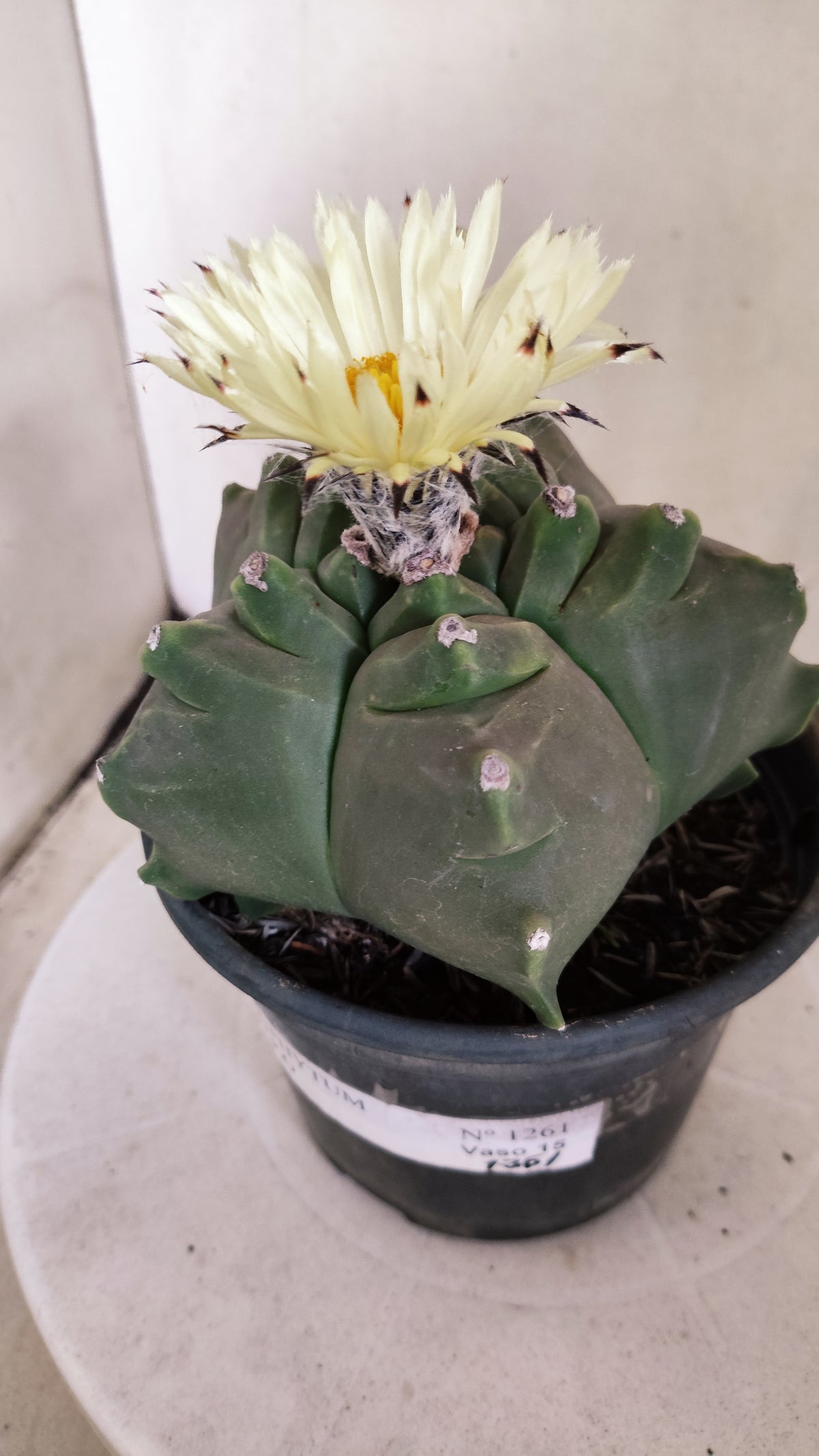 MATRIZ ASTROPHYTUM cv KIKKO   Nº 1261 – vaso 15