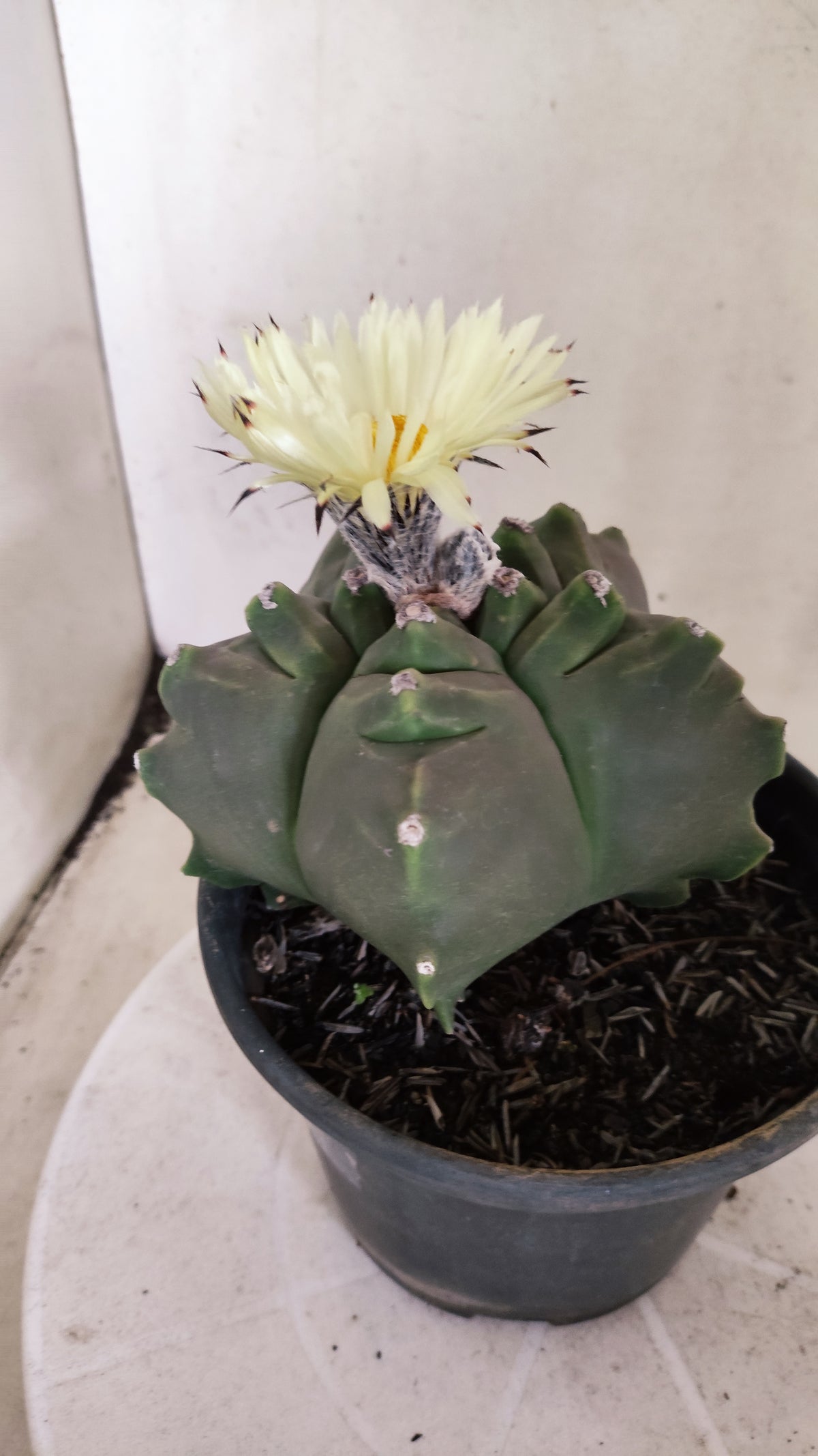 MATRIZ ASTROPHYTUM cv KIKKO   Nº 1261 – vaso 15