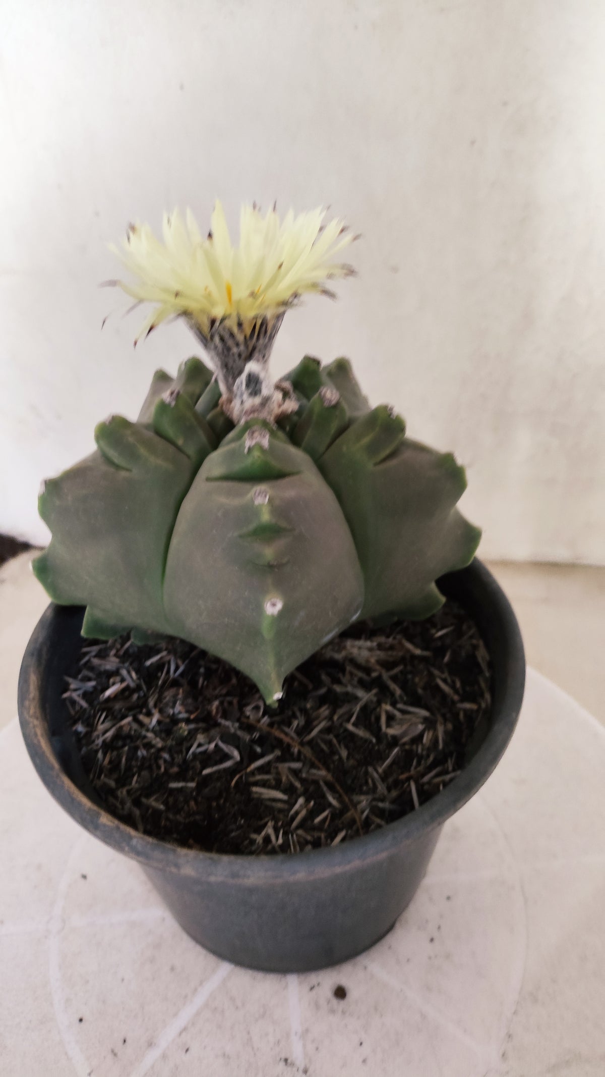 MATRIZ ASTROPHYTUM cv KIKKO   Nº 1261 – vaso 15