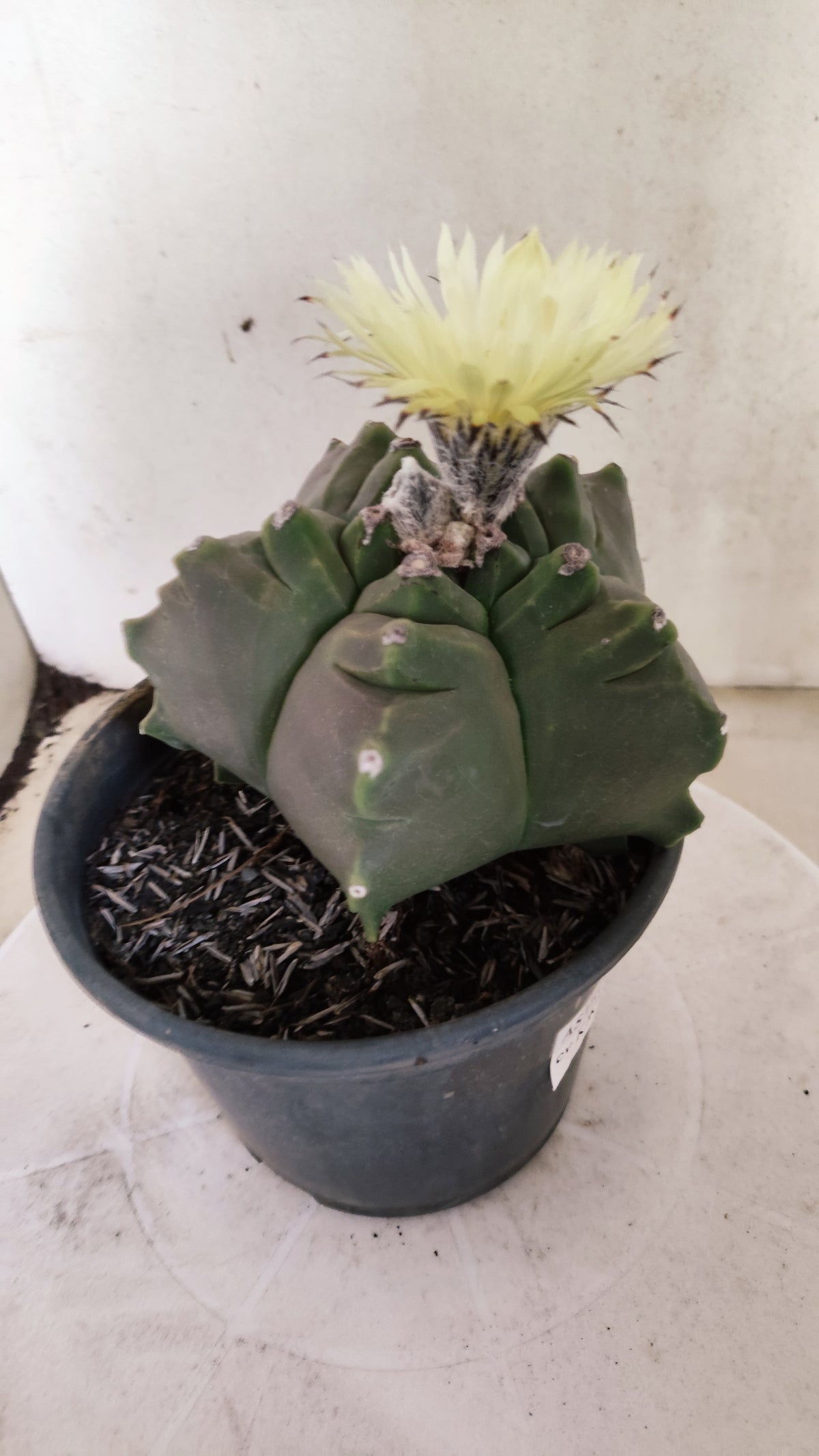 MATRIZ ASTROPHYTUM cv KIKKO   Nº 1261 – vaso 15