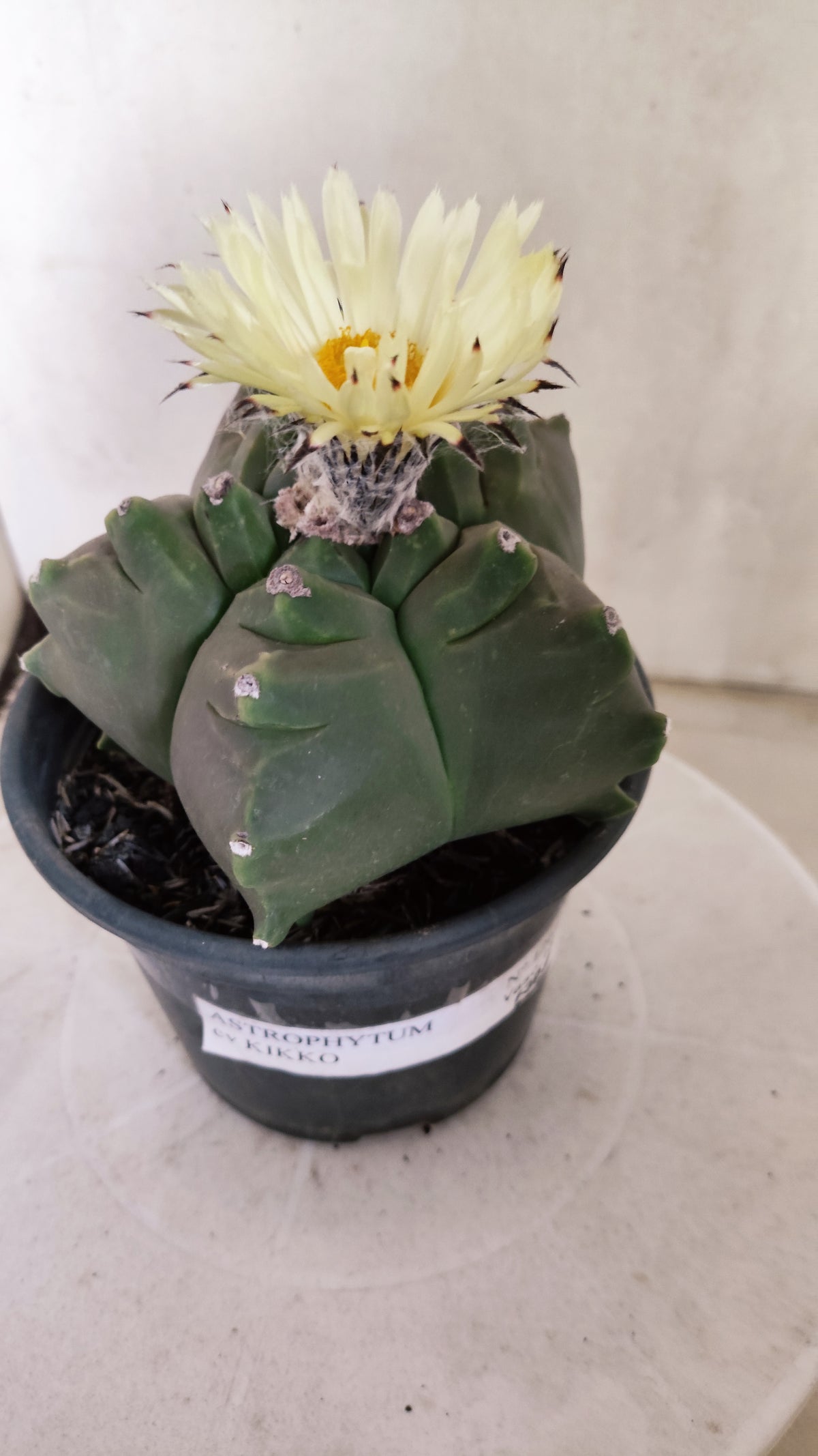 MATRIZ ASTROPHYTUM cv KIKKO   Nº 1261 – vaso 15