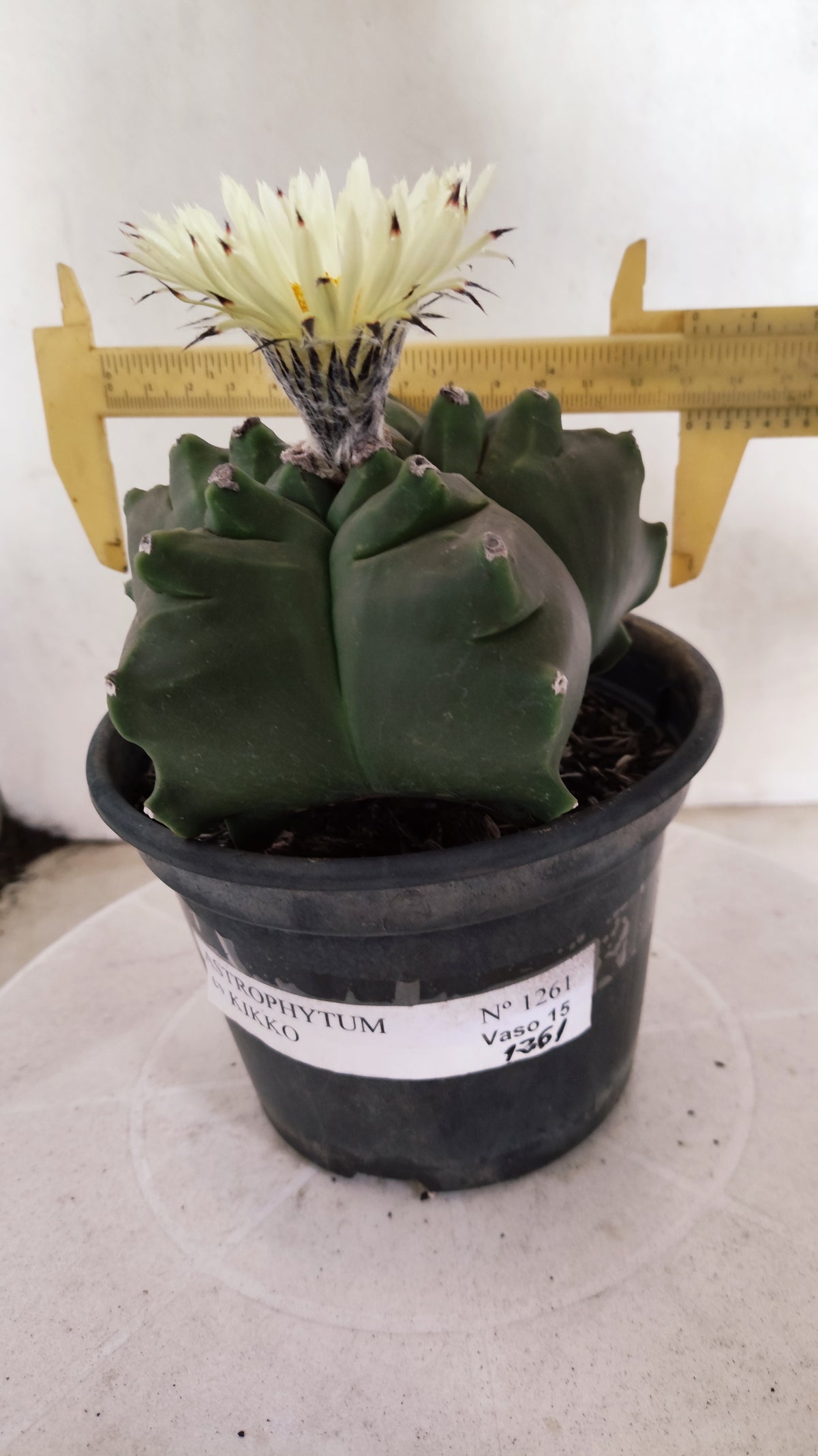 MATRIZ ASTROPHYTUM cv KIKKO   Nº 1261 – vaso 15