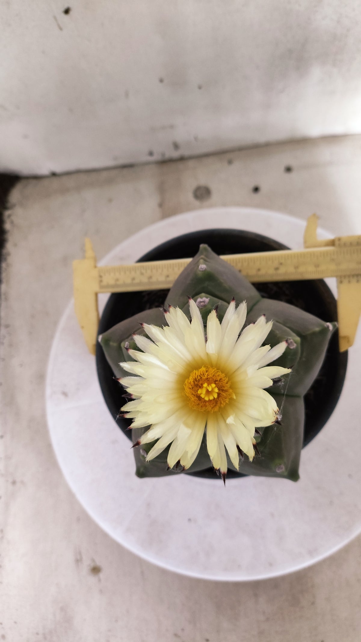 MATRIZ ASTROPHYTUM cv KIKKO   Nº 1261 – vaso 15