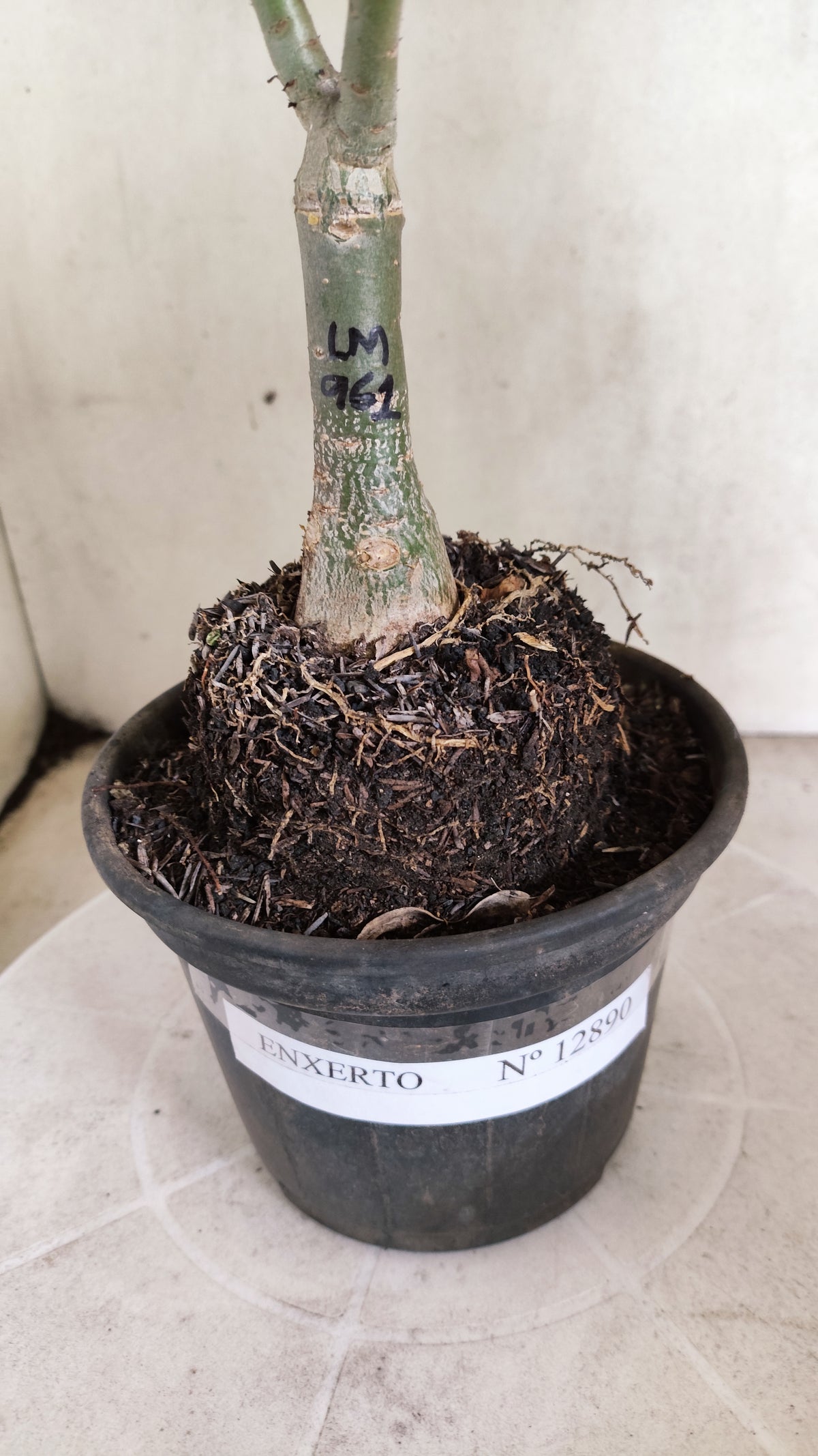 ENXERTO 12890 – 25cm (cor LM 961)