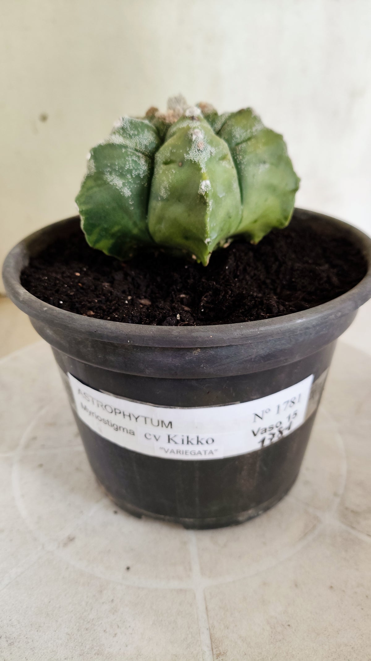 ASTROPHYTUM cv KIKKO "Variegata"  Nº 1781  – vaso 15