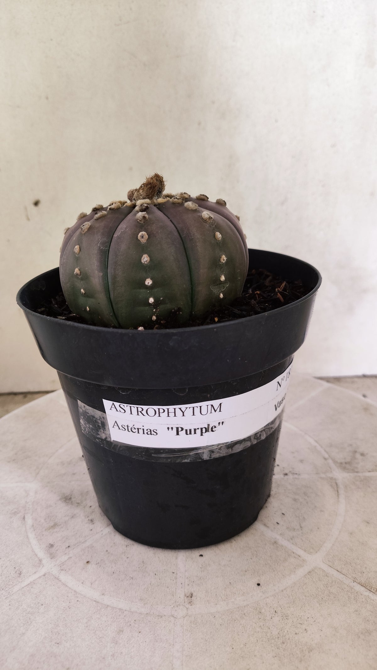 MATRIZ ASTROPHYTUM ASTÉRIAS "Purple" Nº 1819 – vaso 15
