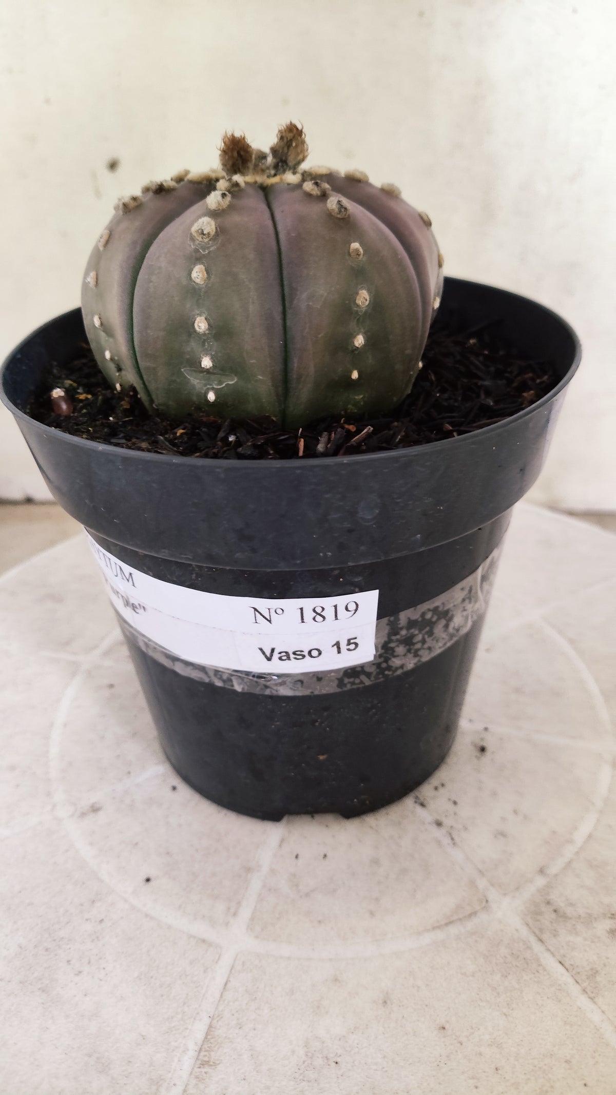 MATRIZ ASTROPHYTUM ASTÉRIAS "Purple" Nº 1819 – vaso 15