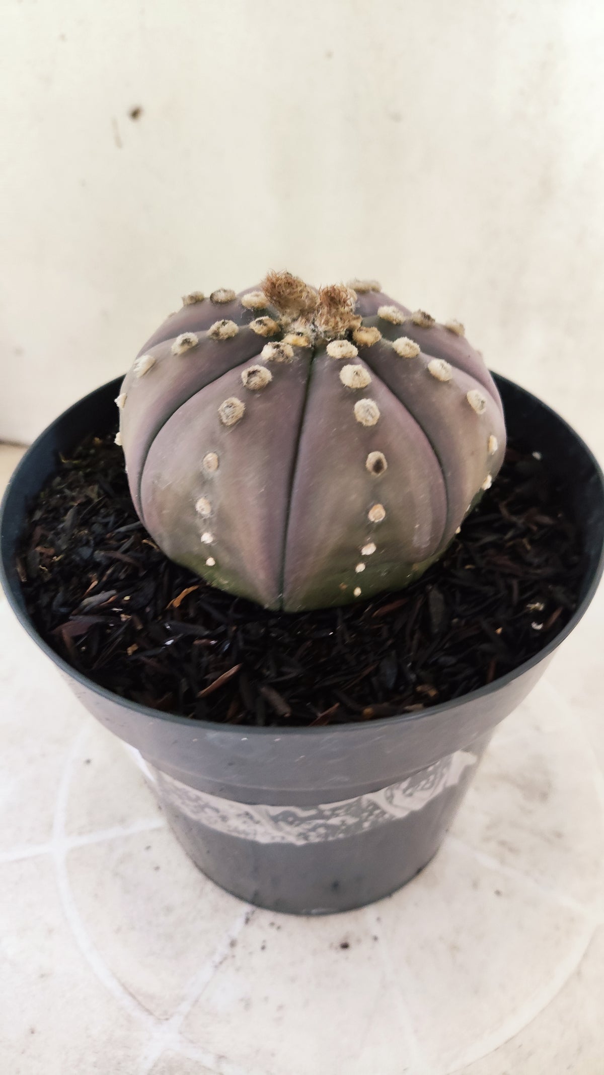MATRIZ ASTROPHYTUM ASTÉRIAS "Purple" Nº 1819 – vaso 15