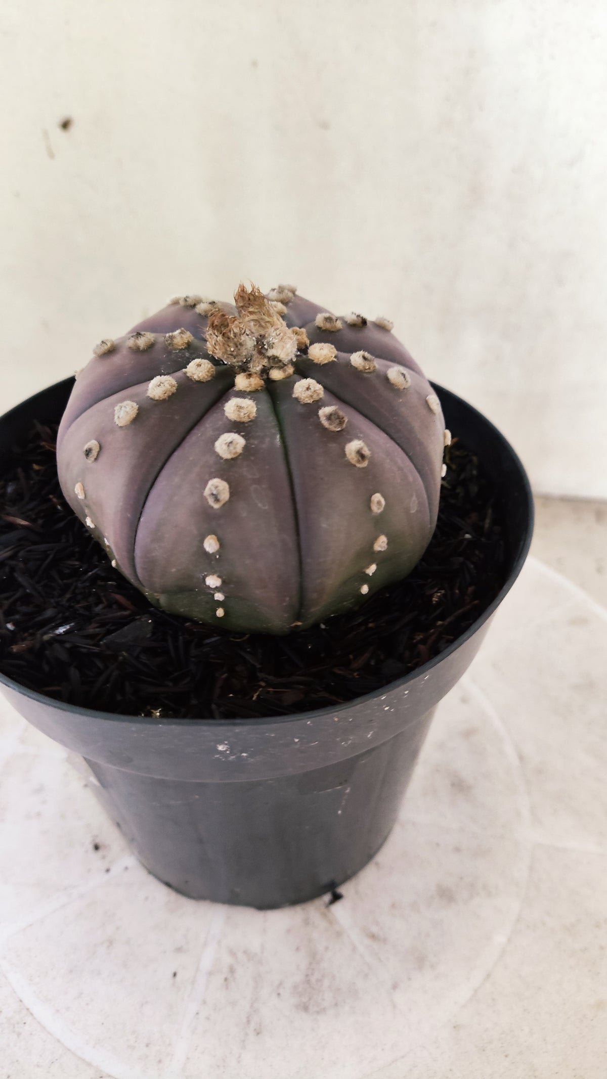 MATRIZ ASTROPHYTUM ASTÉRIAS "Purple" Nº 1819 – vaso 15