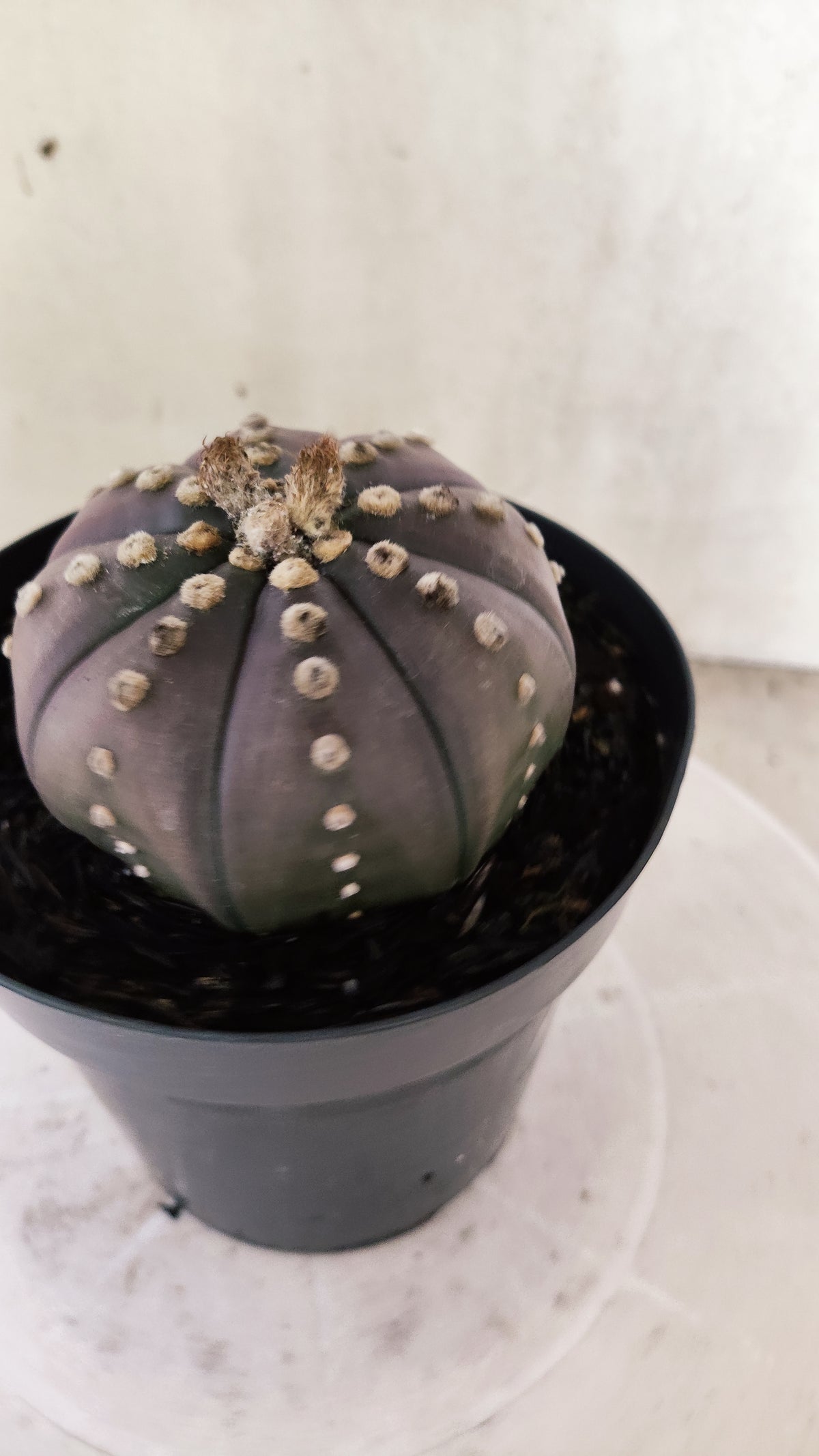 MATRIZ ASTROPHYTUM ASTÉRIAS "Purple" Nº 1819 – vaso 15