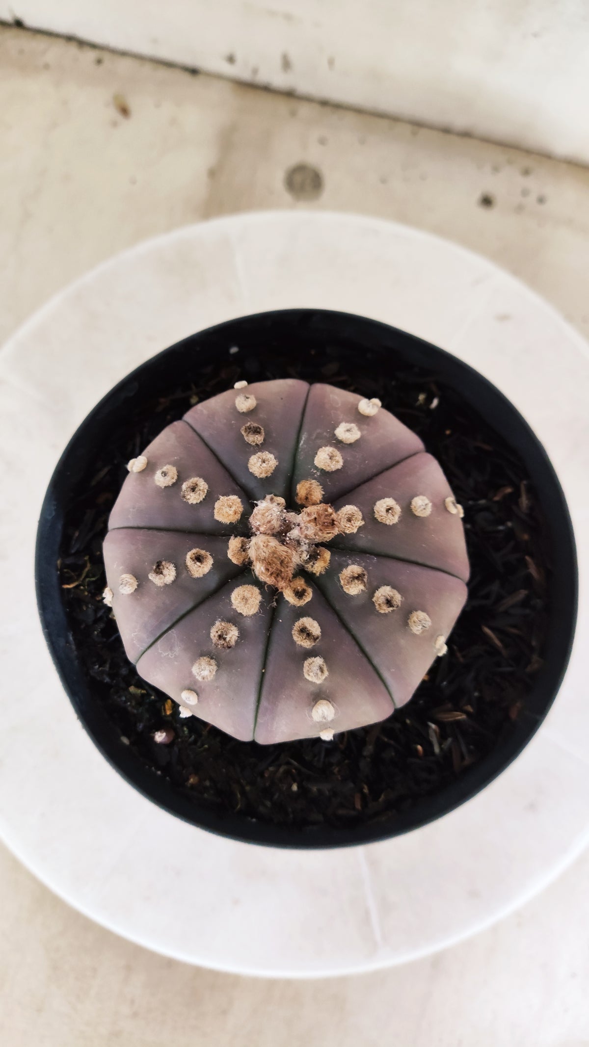 MATRIZ ASTROPHYTUM ASTÉRIAS "Purple" Nº 1819 – vaso 15