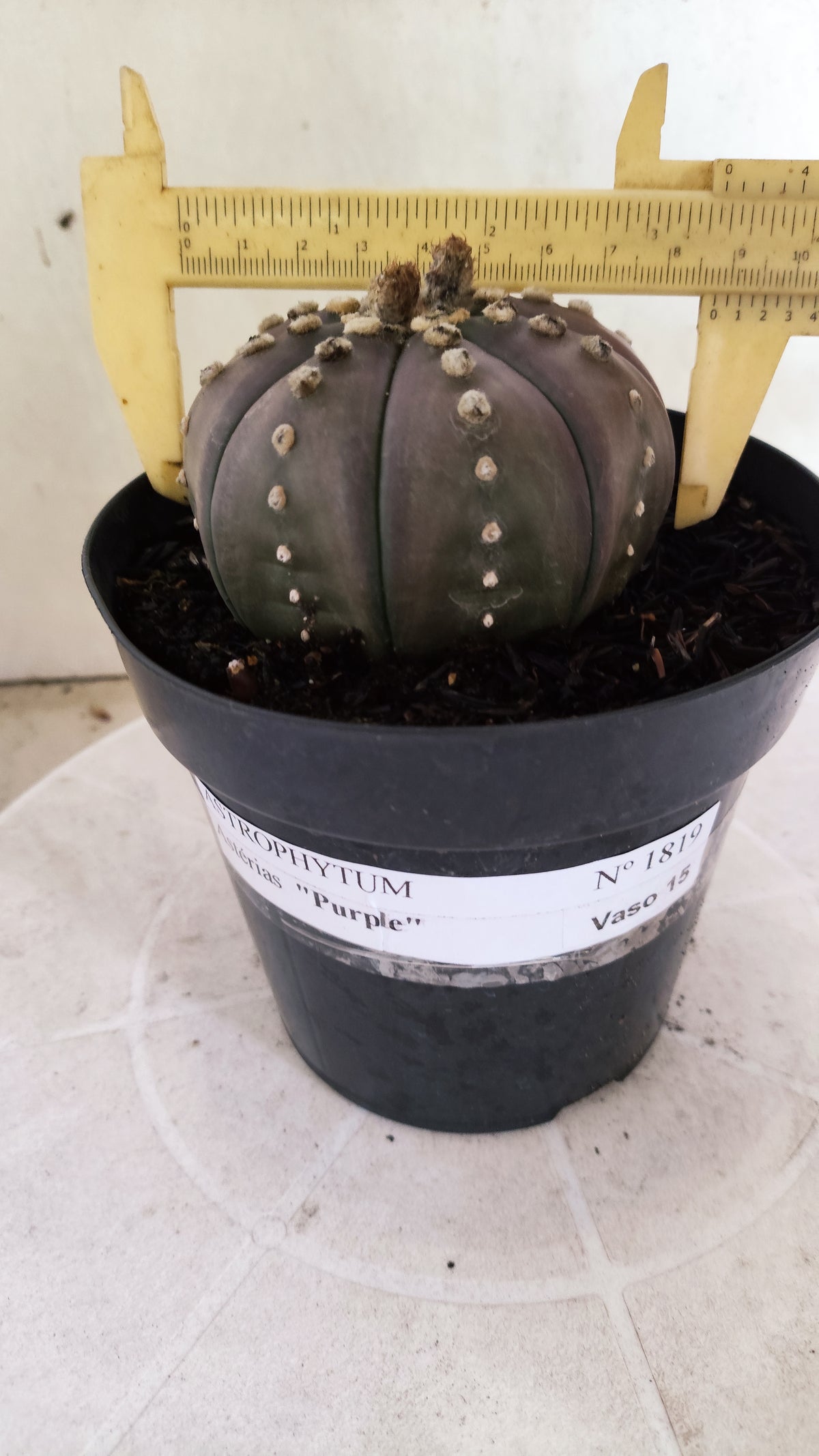 MATRIZ ASTROPHYTUM ASTÉRIAS "Purple" Nº 1819 – vaso 15