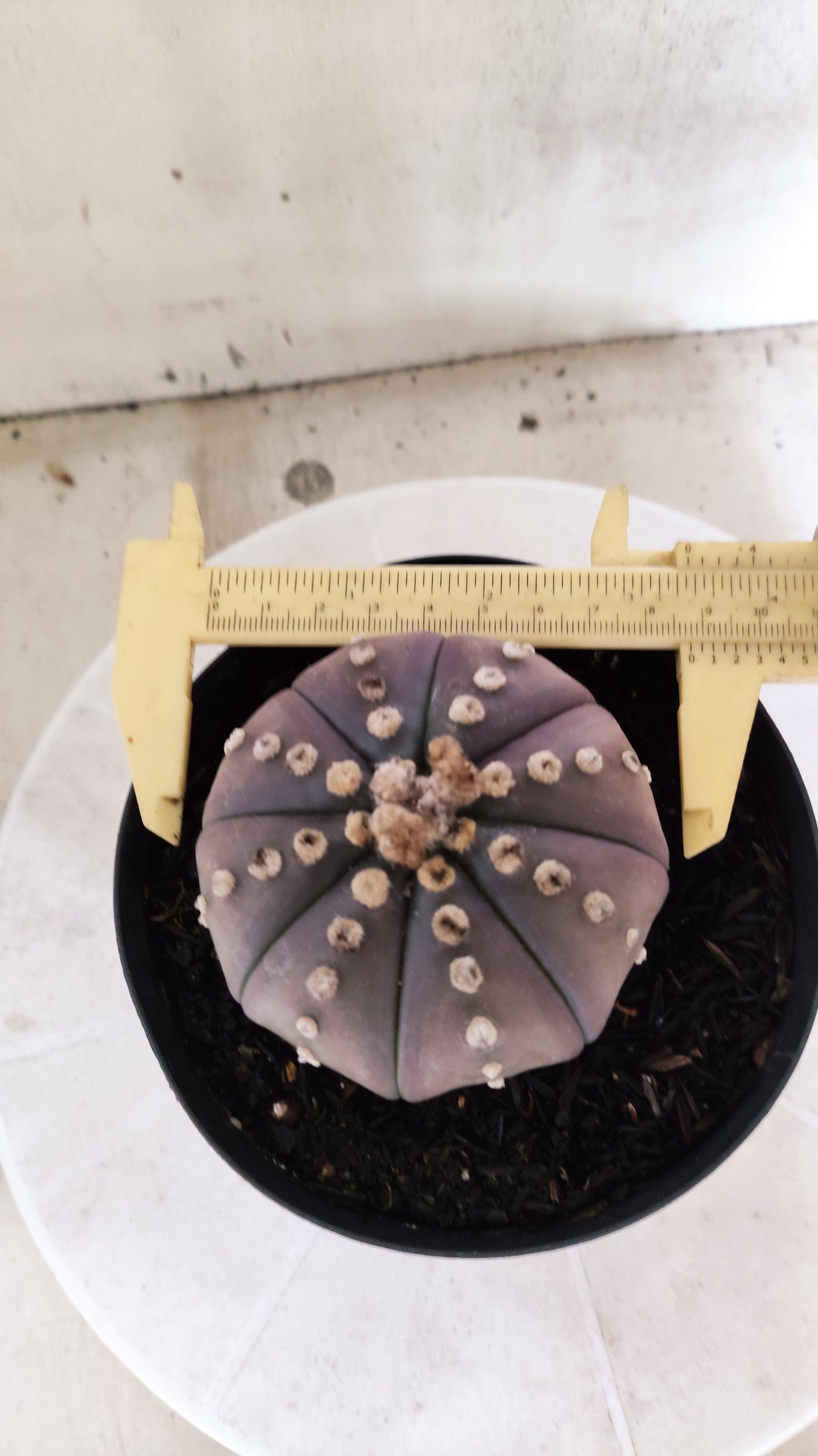 MATRIZ ASTROPHYTUM ASTÉRIAS "Purple" Nº 1819 – vaso 15