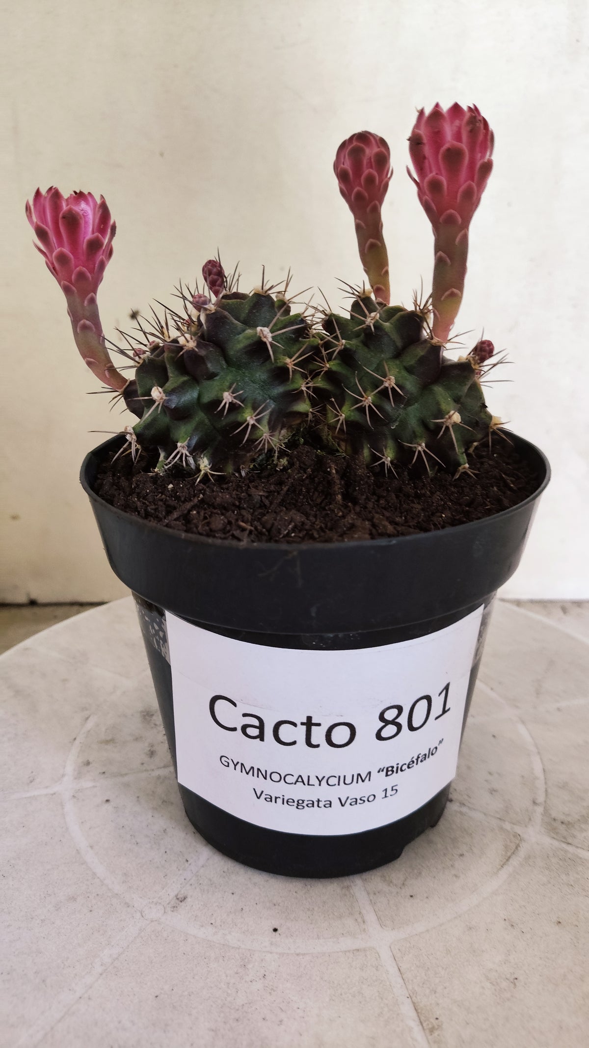 Matriz GYMNOCALYCIUM Mihanovichii Variegata "Bicéfalo" Nº 801 – vaso 15
