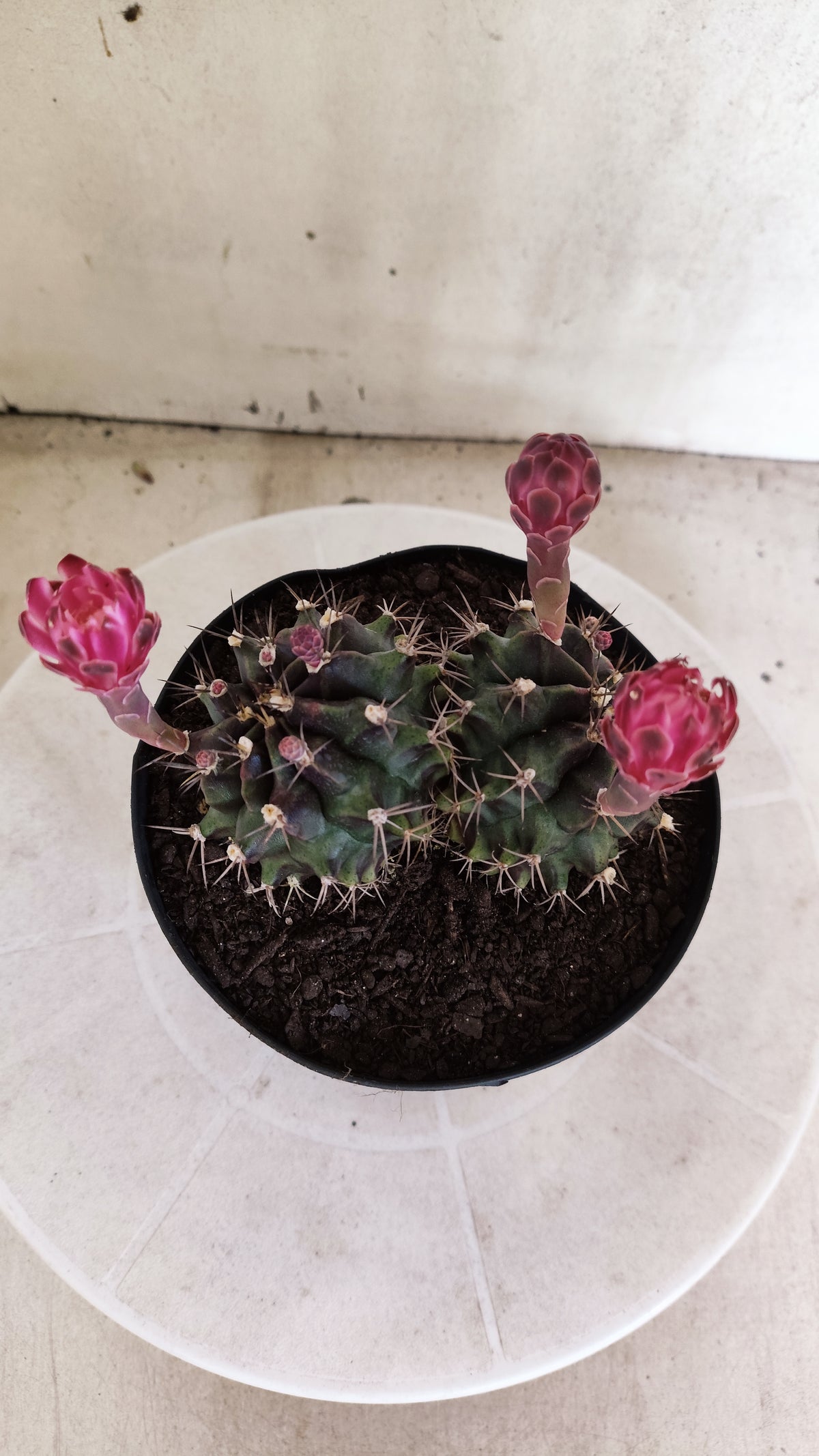 Matriz GYMNOCALYCIUM Mihanovichii Variegata "Bicéfalo" Nº 801 – vaso 15