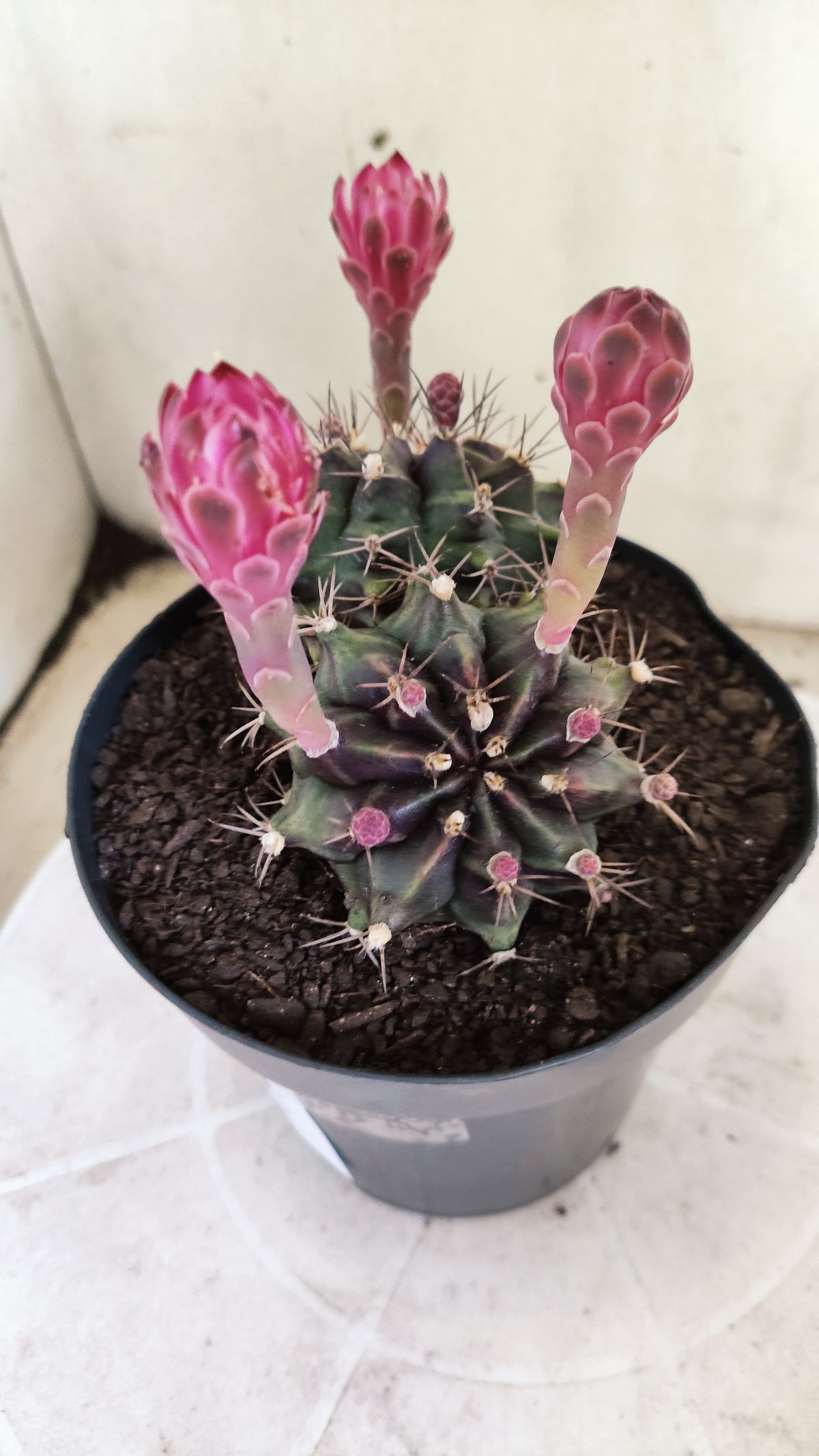 Matriz GYMNOCALYCIUM Mihanovichii Variegata "Bicéfalo" Nº 801 – vaso 15