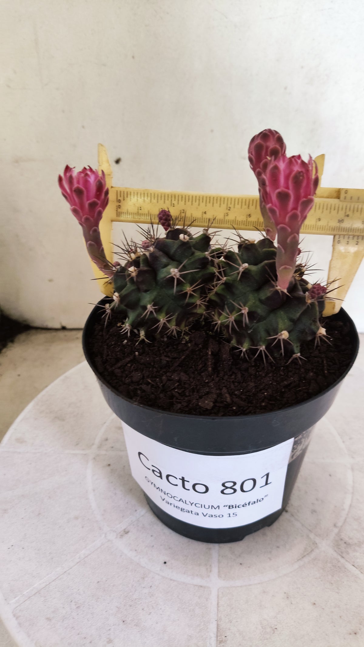 Matriz GYMNOCALYCIUM Mihanovichii Variegata "Bicéfalo" Nº 801 – vaso 15