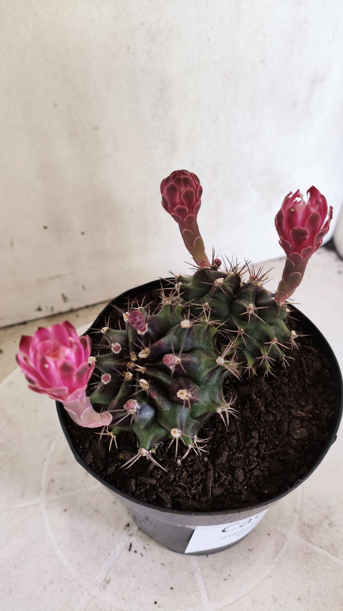 Matriz GYMNOCALYCIUM Mihanovichii Variegata "Bicéfalo" Nº 801 – vaso 15