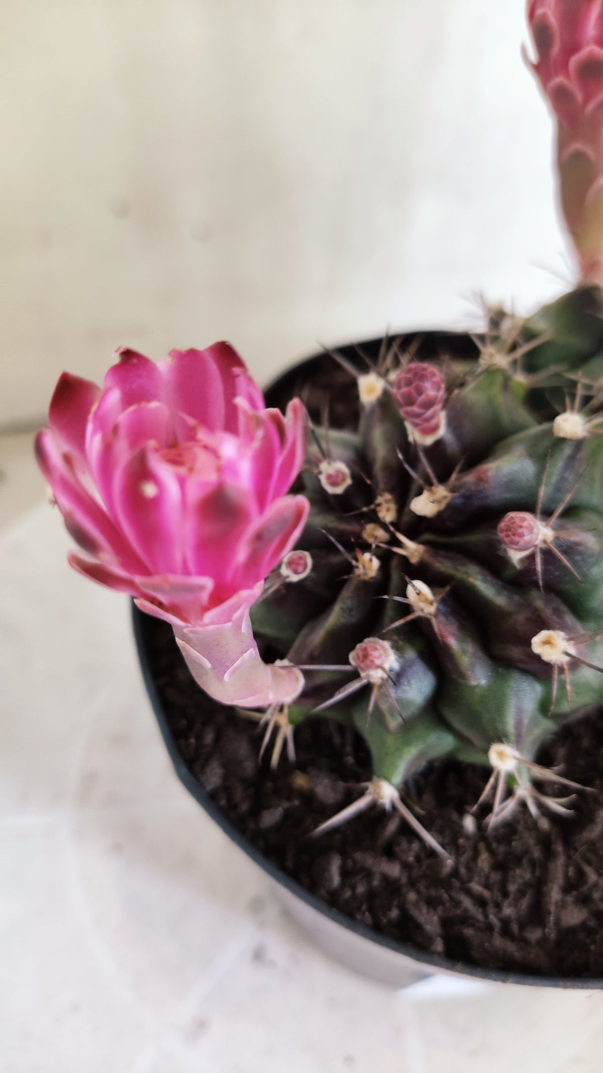 Matriz GYMNOCALYCIUM Mihanovichii Variegata "Bicéfalo" Nº 801 – vaso 15