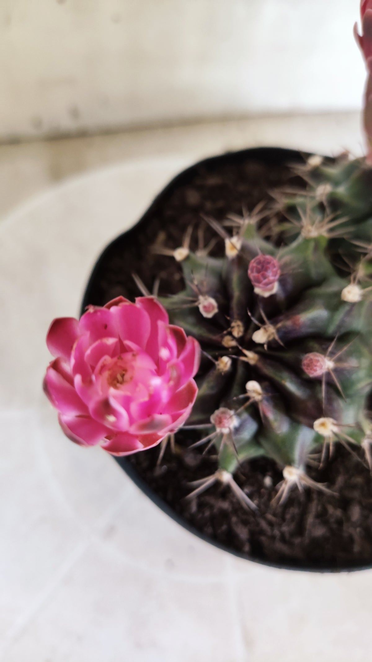 Matriz GYMNOCALYCIUM Mihanovichii Variegata "Bicéfalo" Nº 801 – vaso 15
