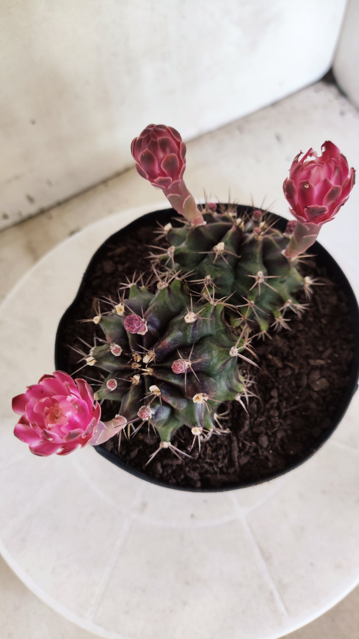 Matriz GYMNOCALYCIUM Mihanovichii Variegata "Bicéfalo" Nº 801 – vaso 15