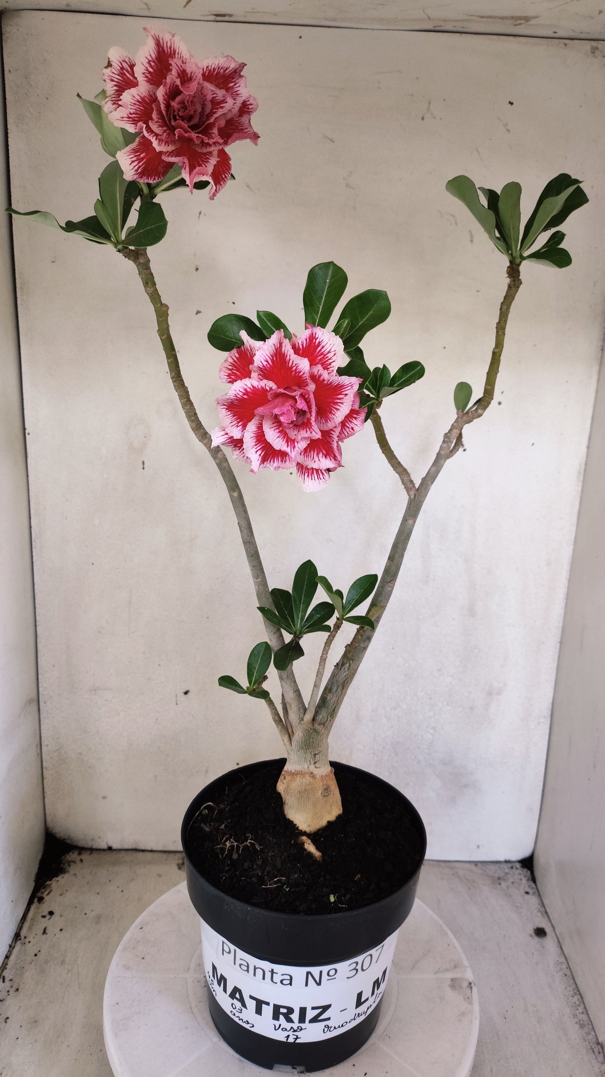 Matriz Planta Dobrada 307 –  45cm – 03 anos - Vaso 17