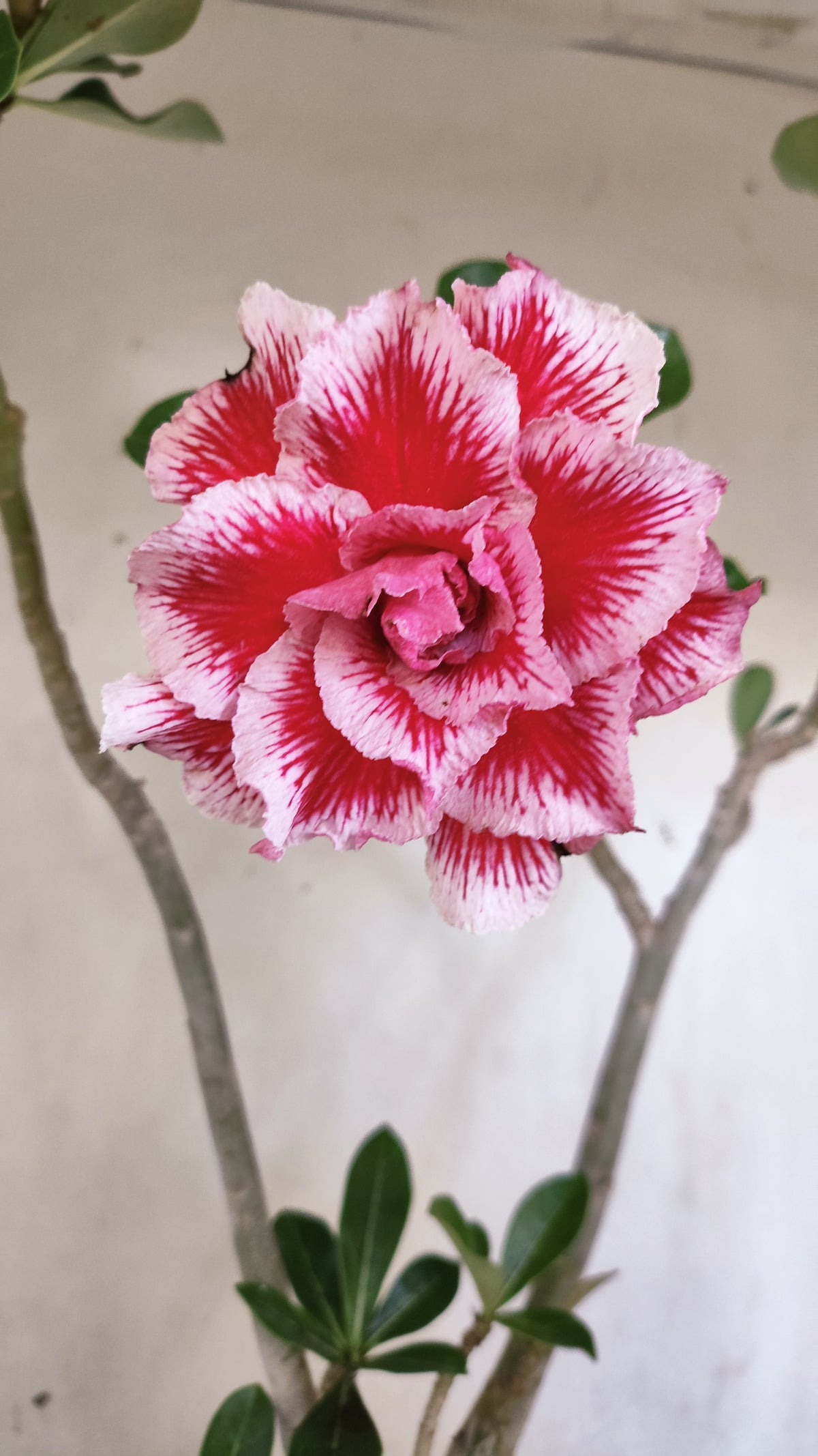 Matriz Planta Dobrada 307 –  45cm – 03 anos - Vaso 17