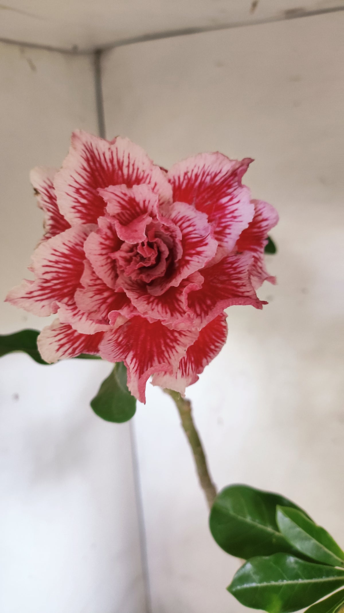 Matriz Planta Dobrada 307 –  45cm – 03 anos - Vaso 17