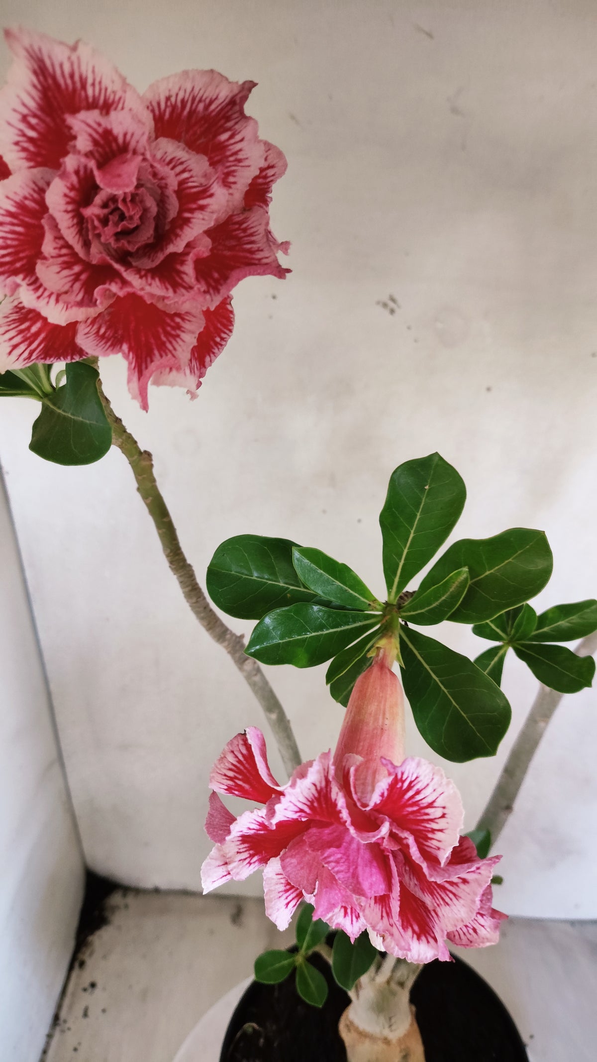 Matriz Planta Dobrada 307 –  45cm – 03 anos - Vaso 17
