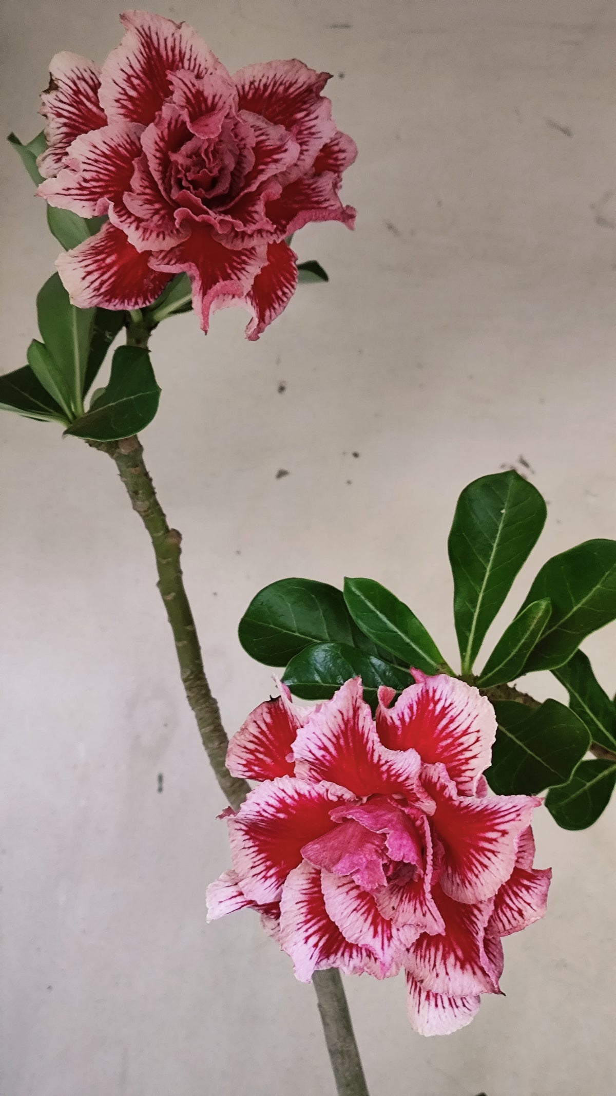 Matriz Planta Dobrada 307 –  45cm – 03 anos - Vaso 17
