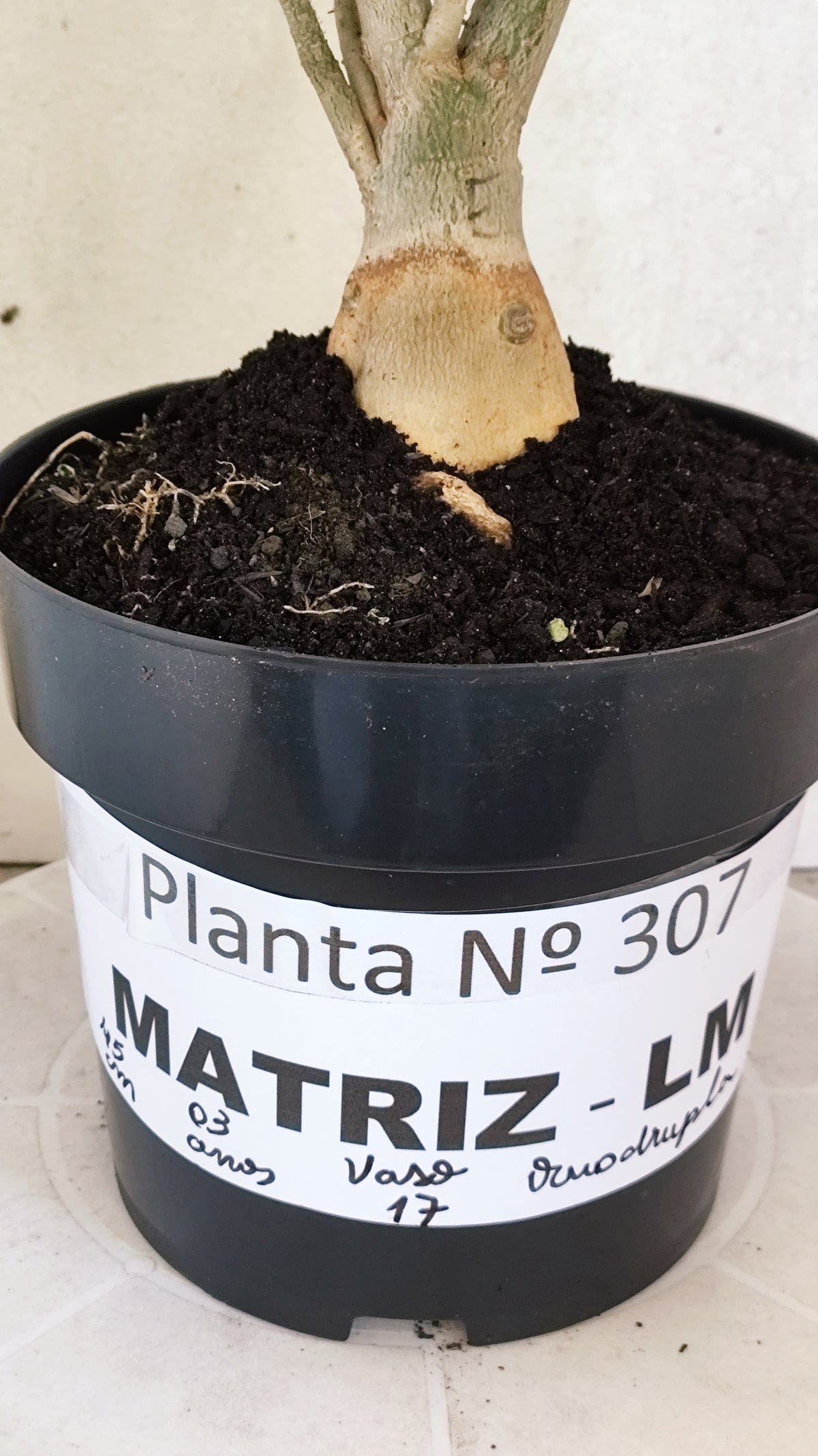 Matriz Planta Dobrada 307 –  45cm – 03 anos - Vaso 17